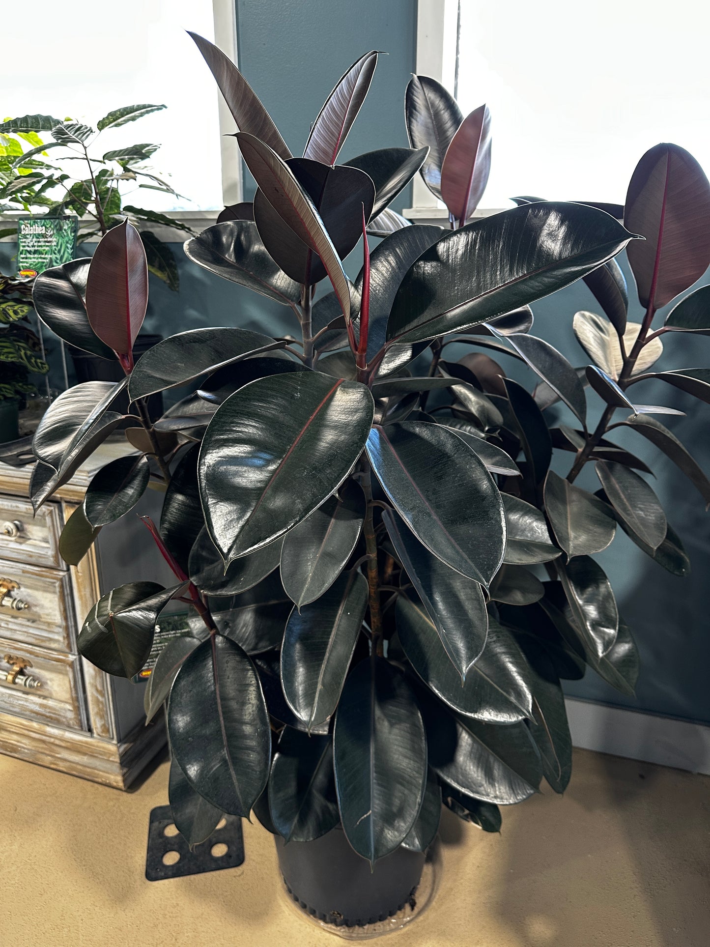 14'' Ficus Burgundy