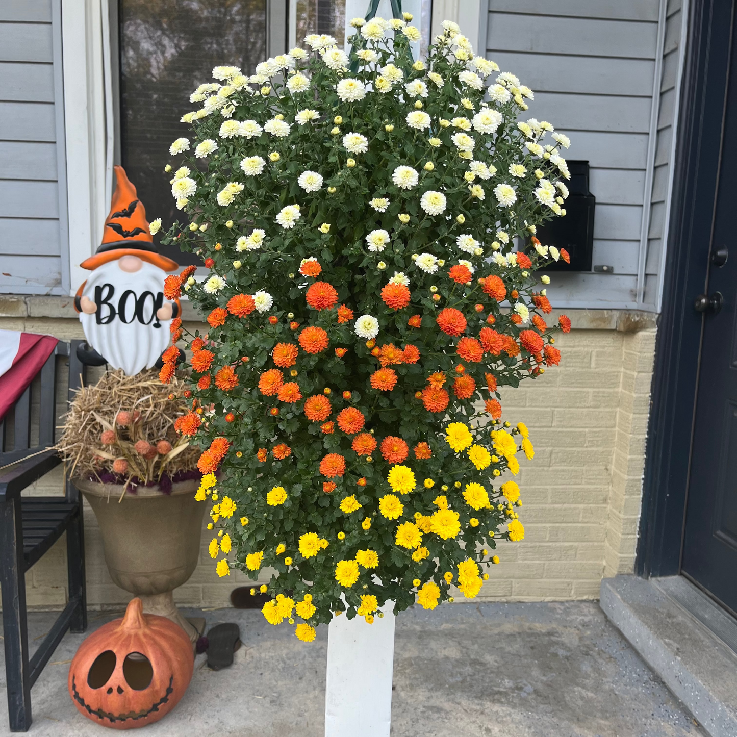 GARDEN MUMS GIGI CANDY CORN COMBO