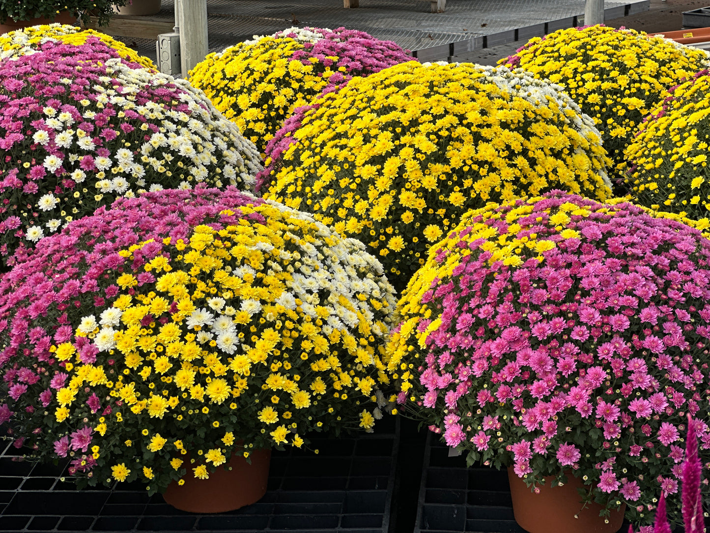 GARDEN MUMS COMBO GHOSTBUSTER