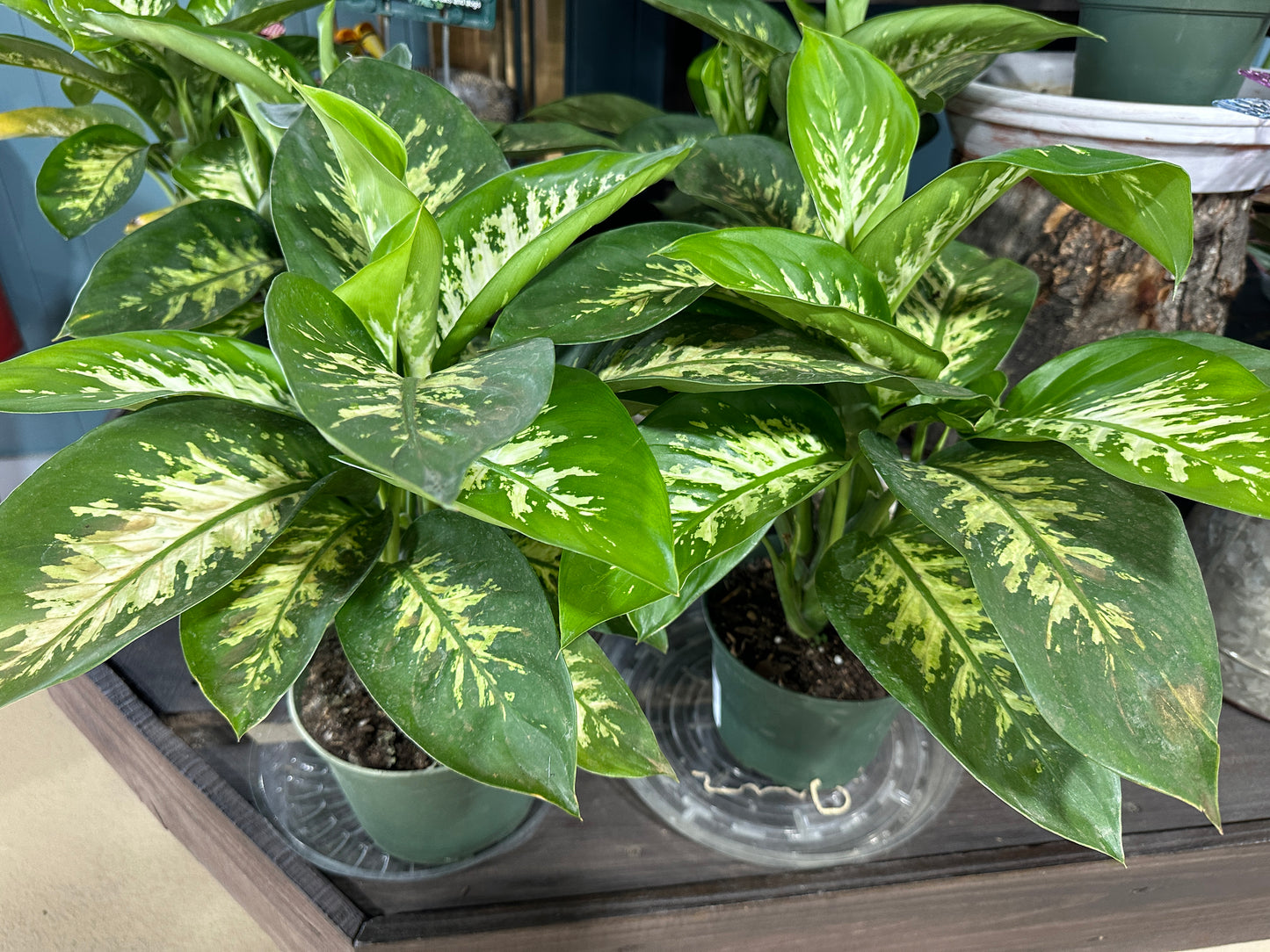 6'' Dieff Tropic Snow Compacta