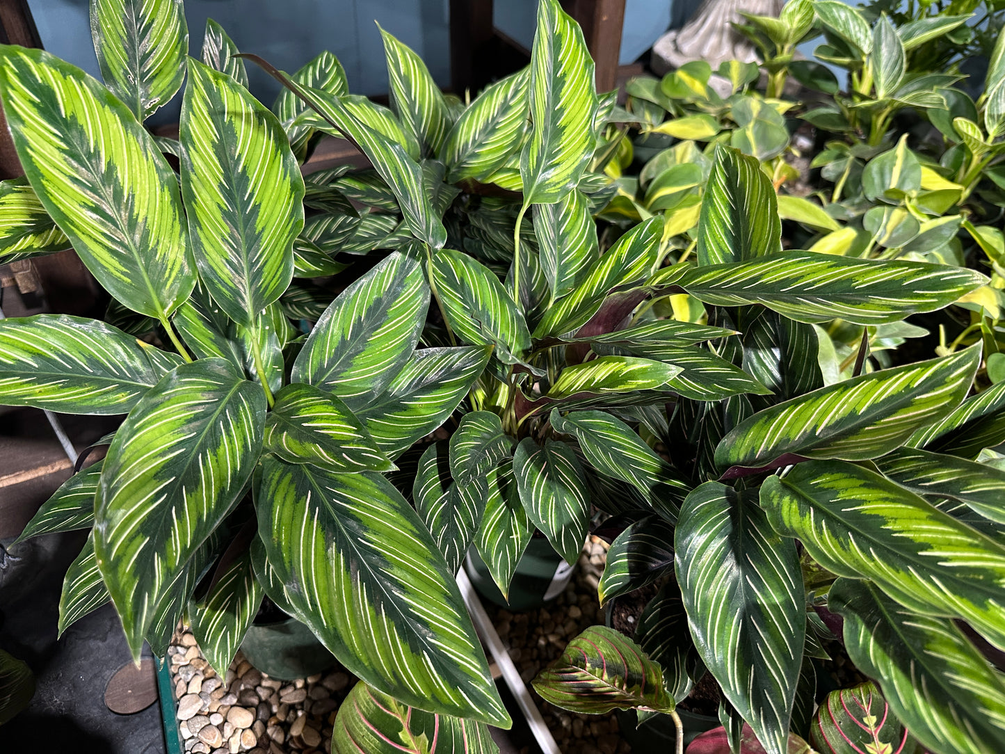 4'' Calathea Beauty Star