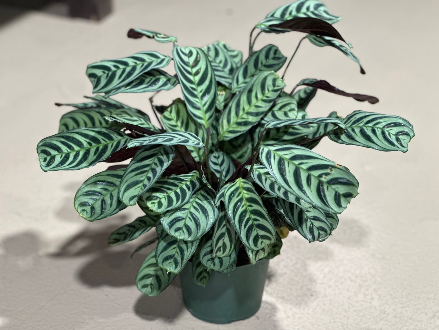 6'' Calathea Burle Marx
