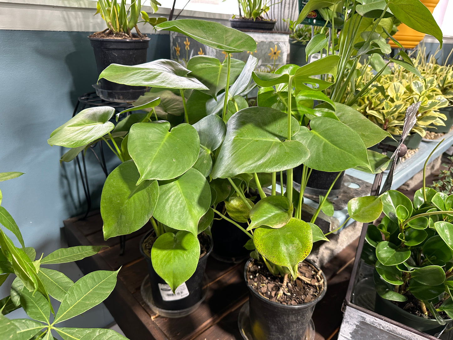 6'' Monstera Deliciosa Split Leaf