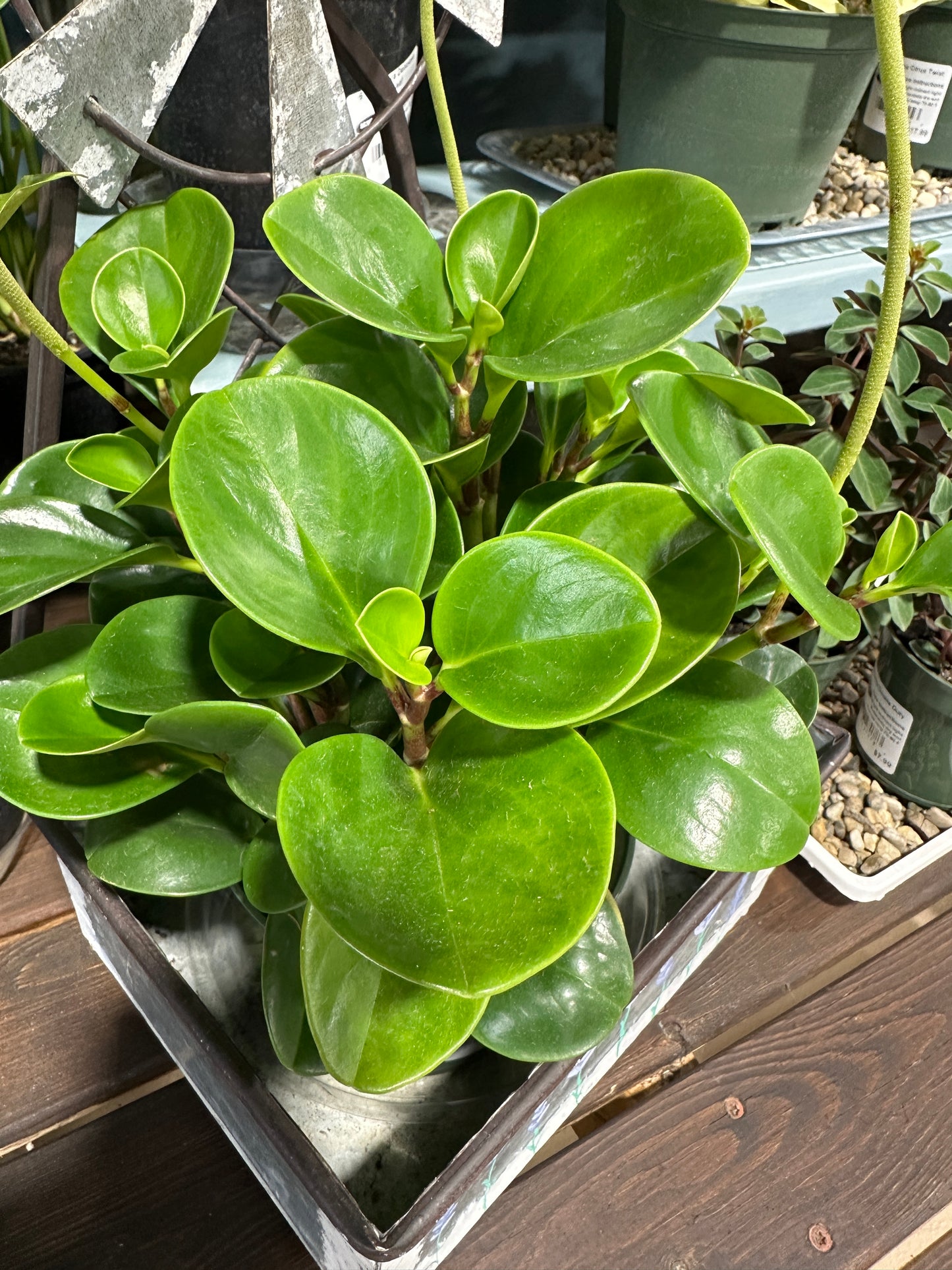 6'' Peperomia Green obtusifolia