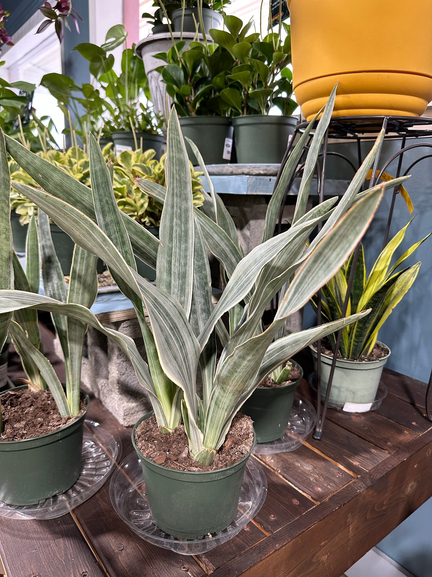 6'' Sansevieria Sayuri