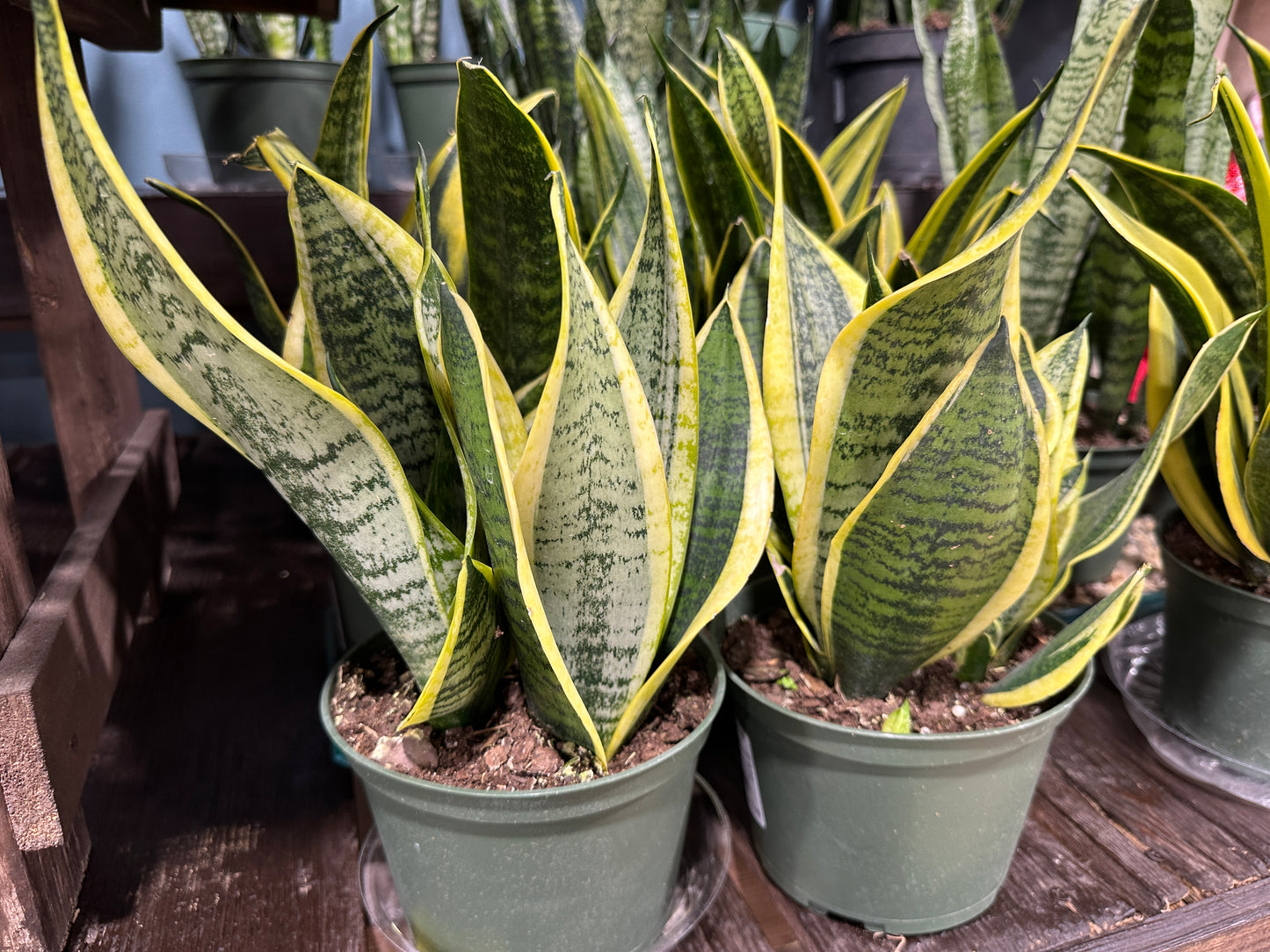 6'' Sansevieria Laurentii Superba