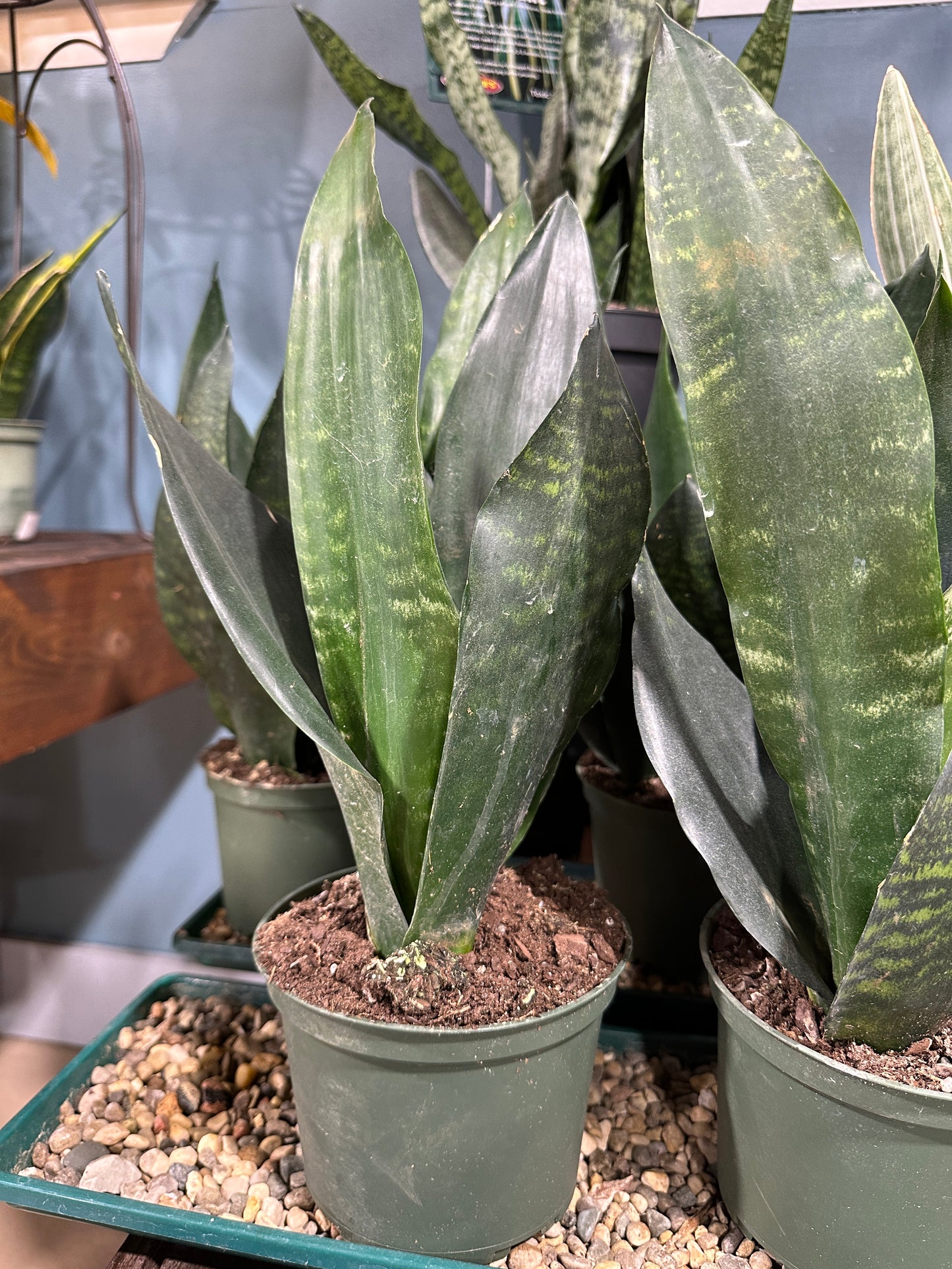 6'' Sansevieria Black Dragon