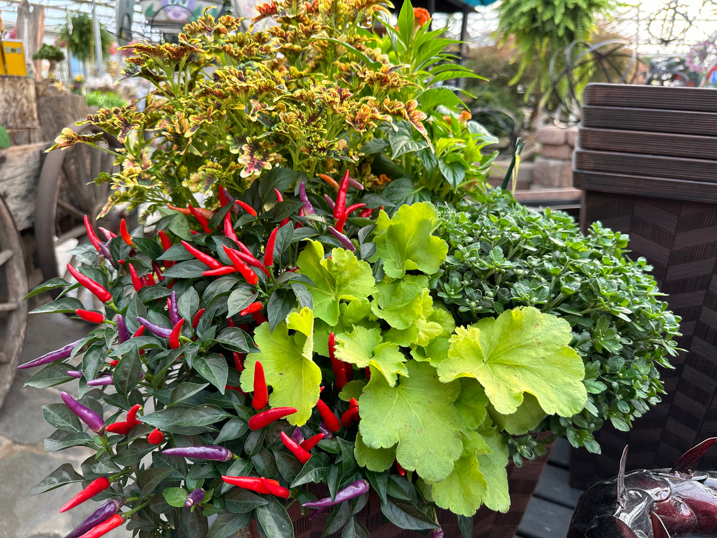 ORNAMENTAL PEPPER SANGRIA - QUART POT