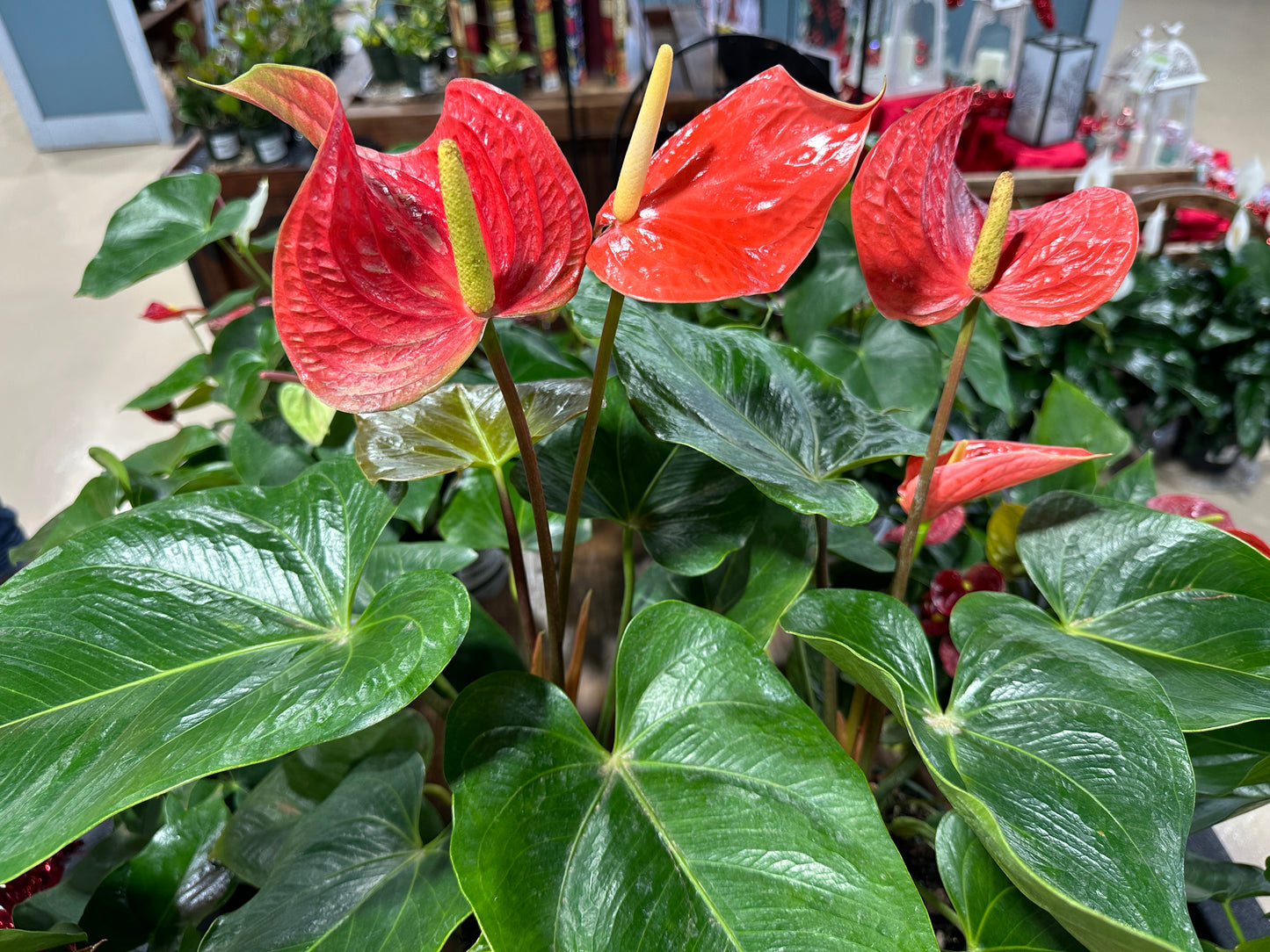 6'' Anthurium Aren’t you Orange