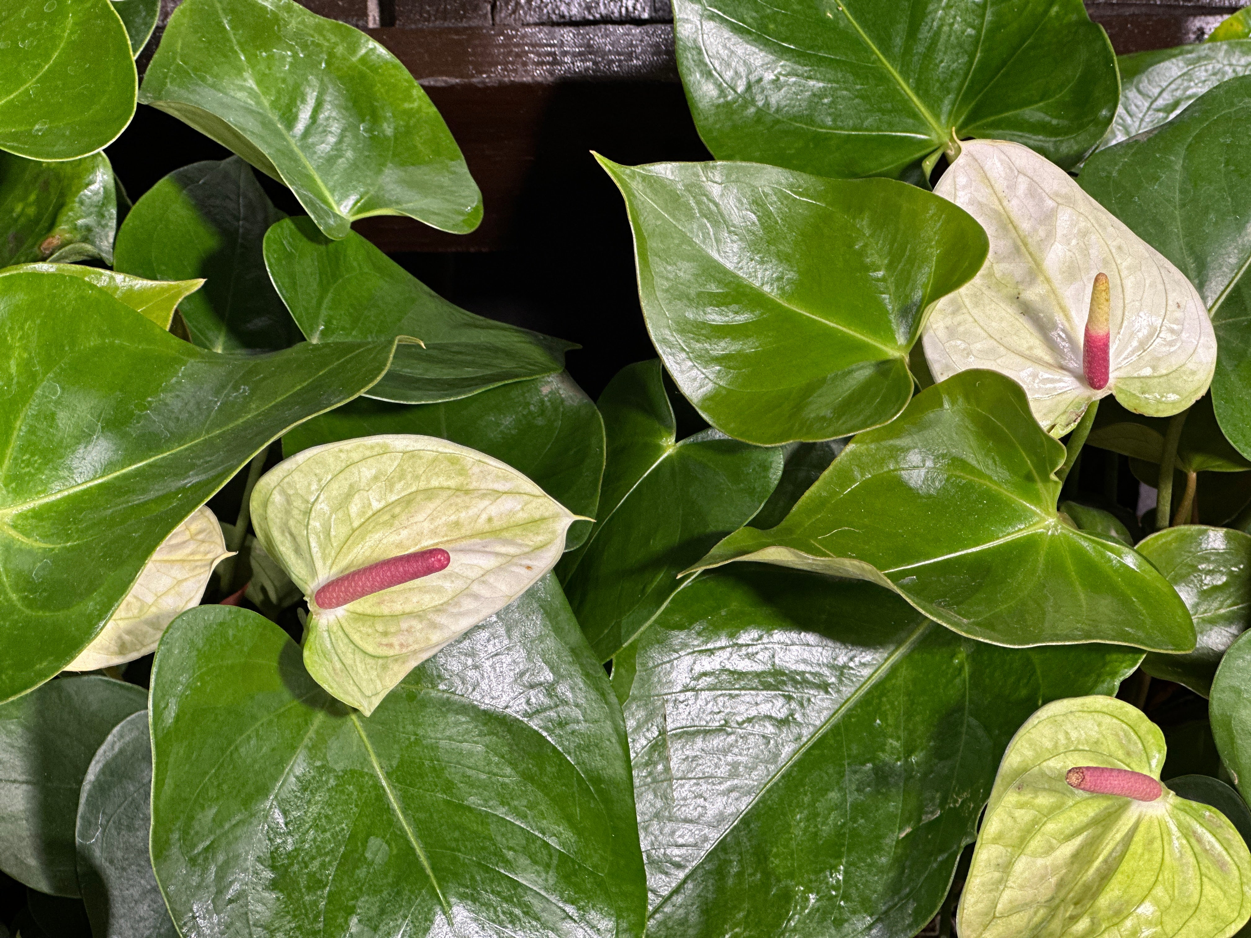 6'' Anthurium White Heart – Deneweth's Garden Center