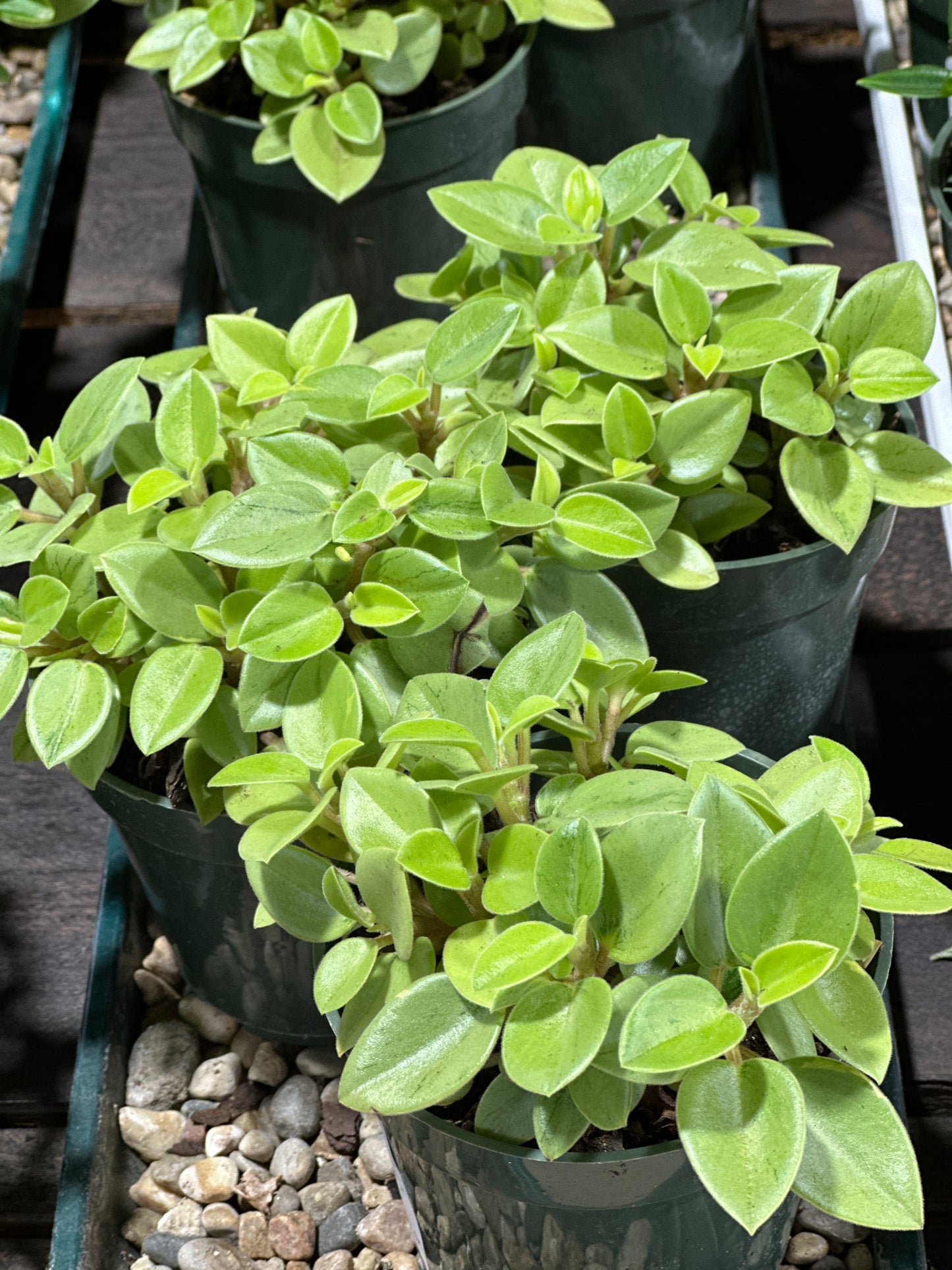 4'' Peperomia Pixie Lime