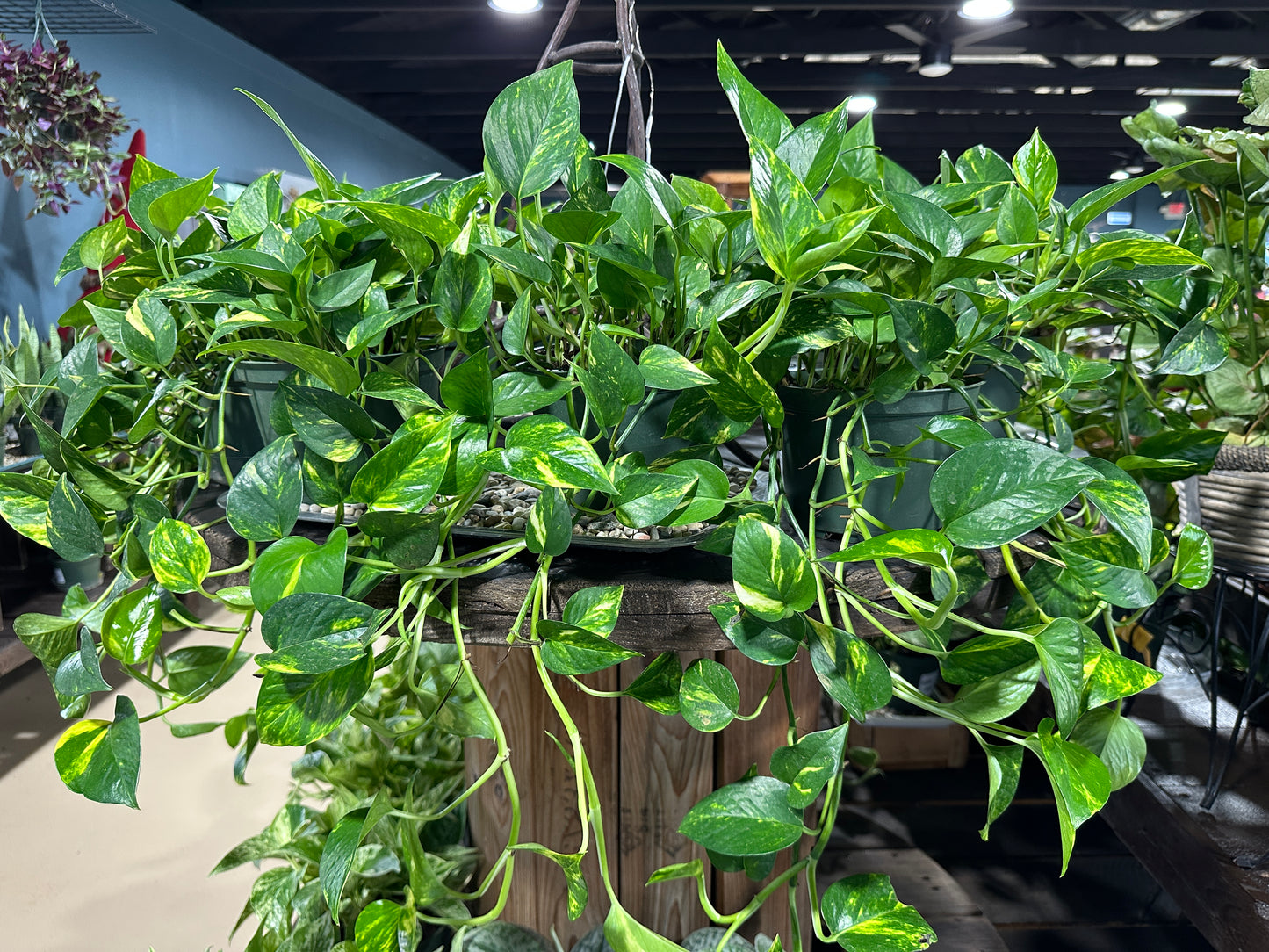 6'' Pothos Golden Jiboia