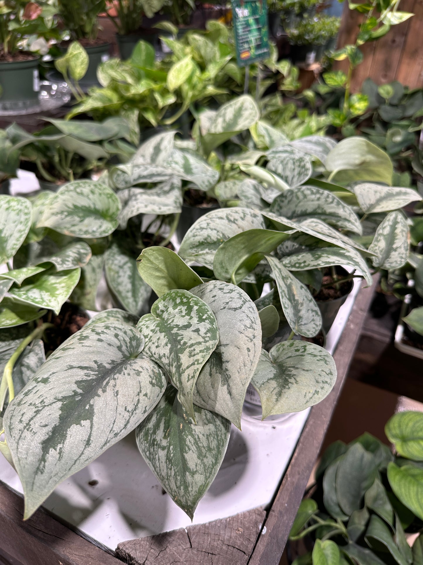 4'' Pothos Silver Satin