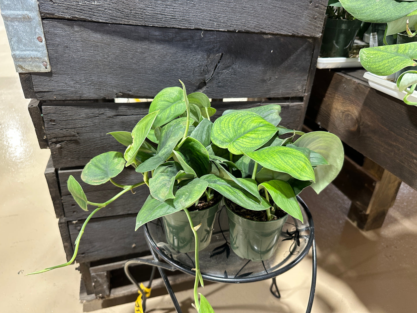 4'' Pothos Jade Satin