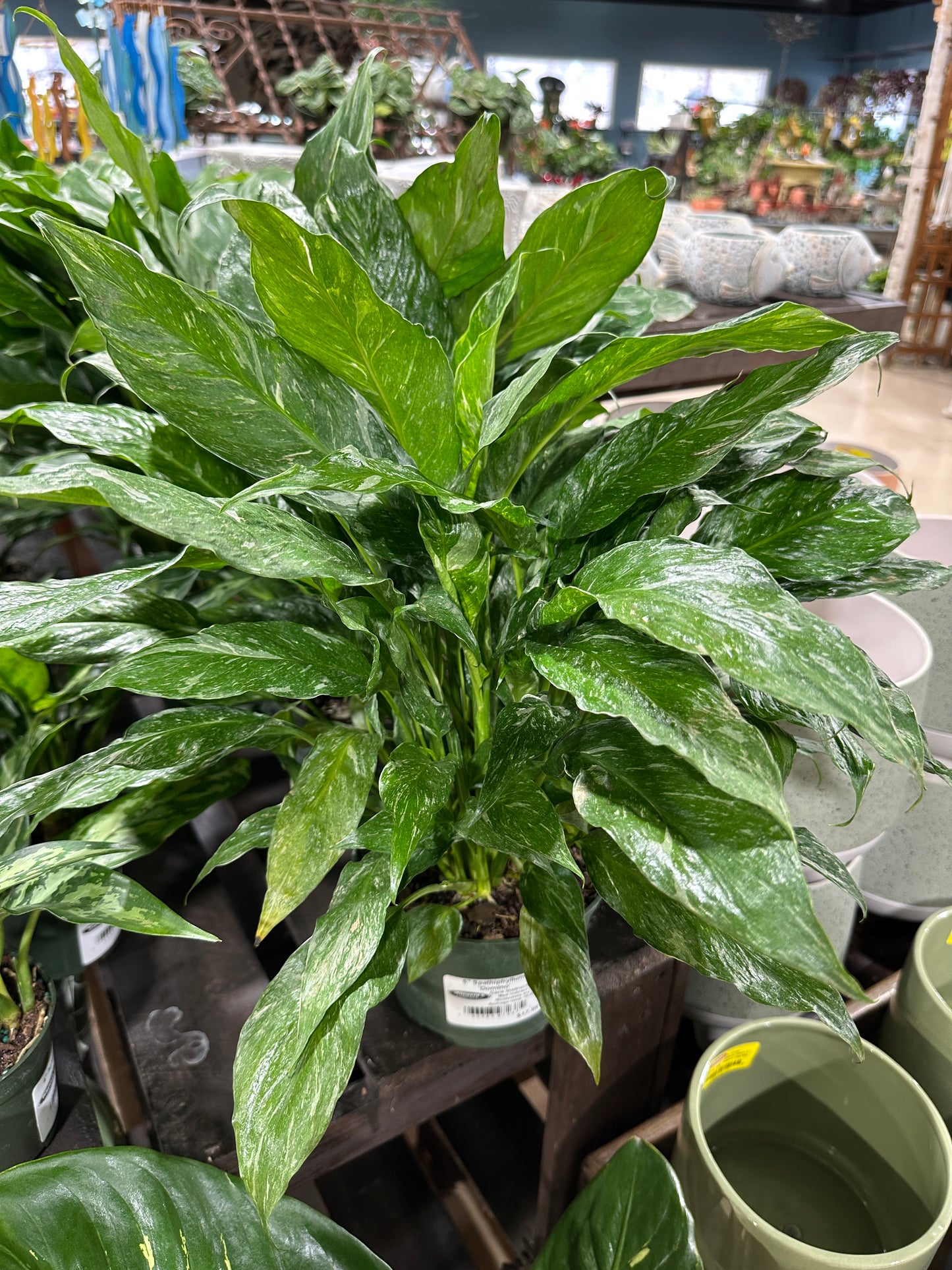 6'' Spathiphyllum Domino