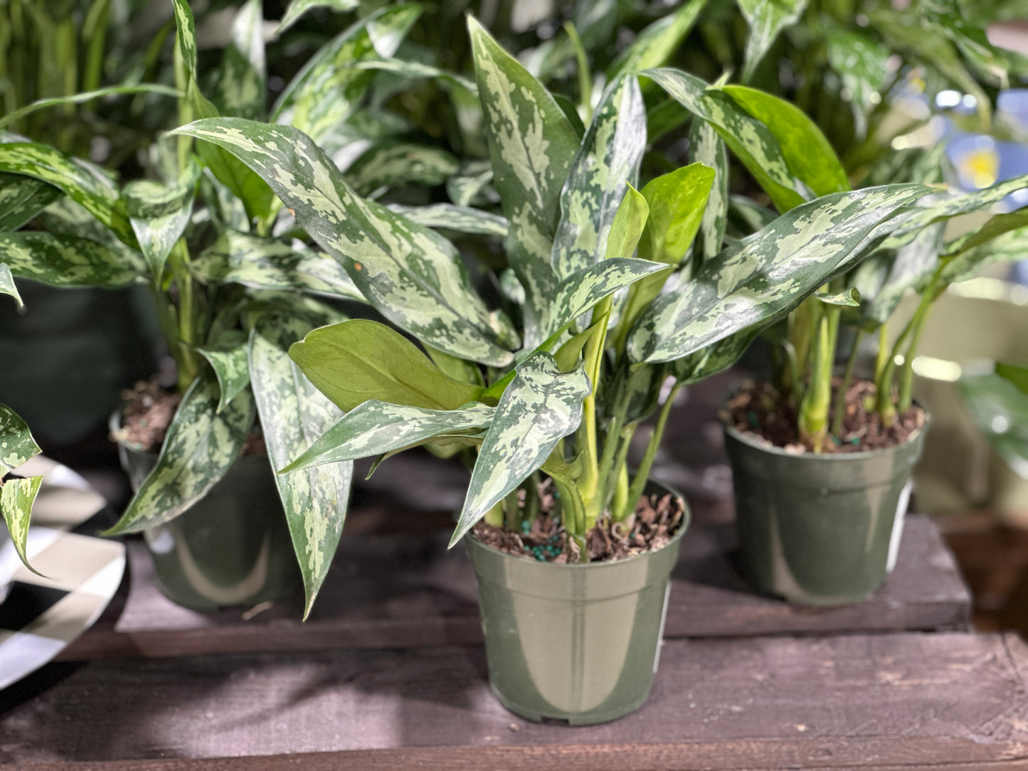 4'' Aglaonema Maria
