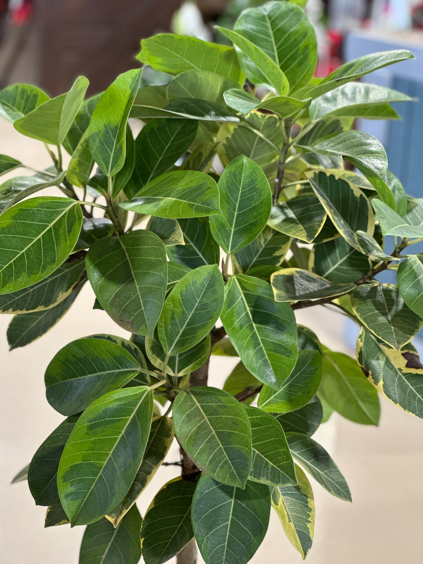 Ficus altissima 'Yellow Gem' - 10" STD