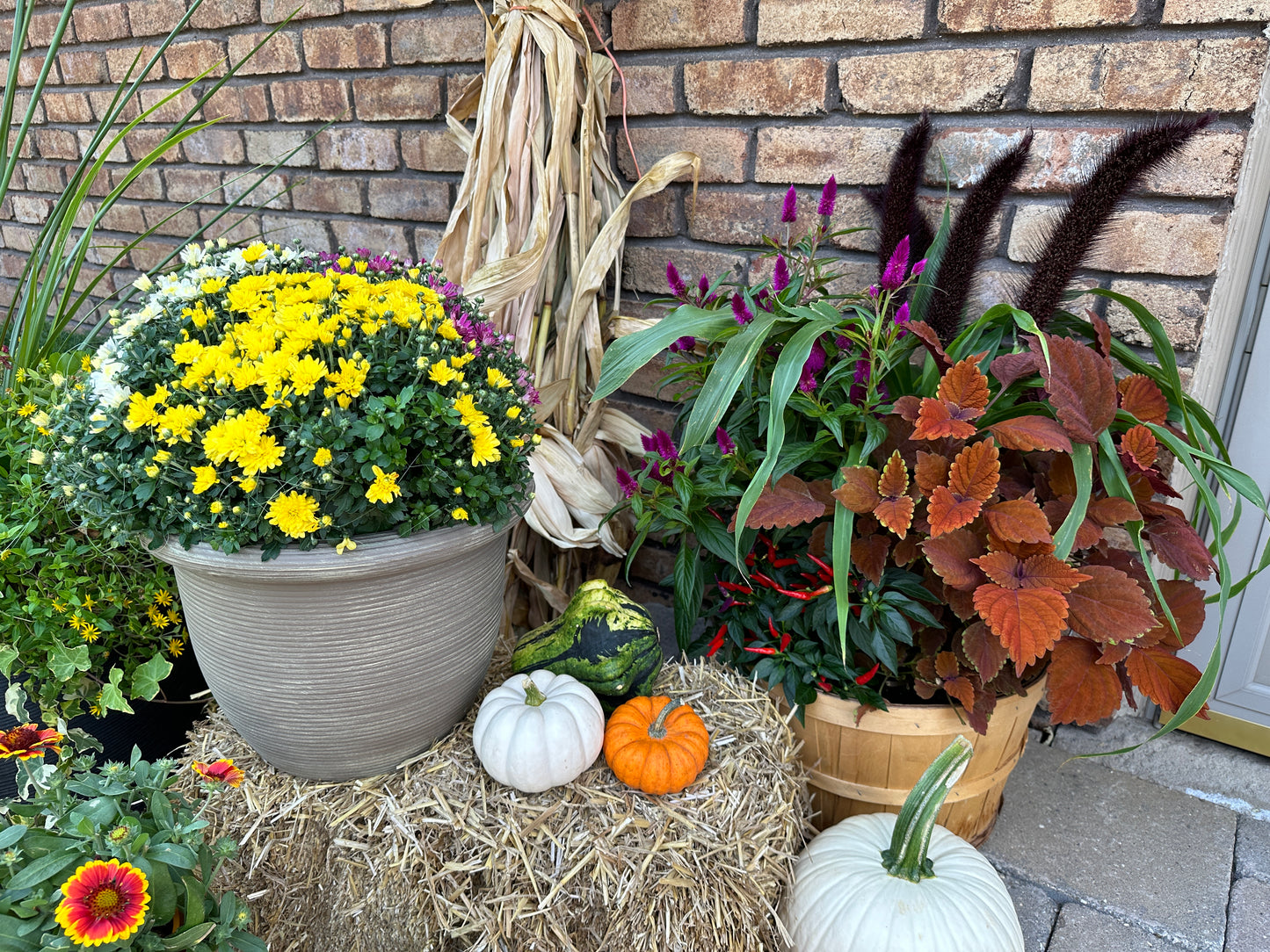 GRASS PENNISETUM GLAUCUM JADE PRINCESS MILLET - 6" POT