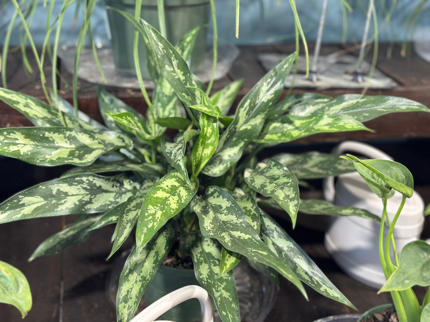 6'' Aglaonema Maria