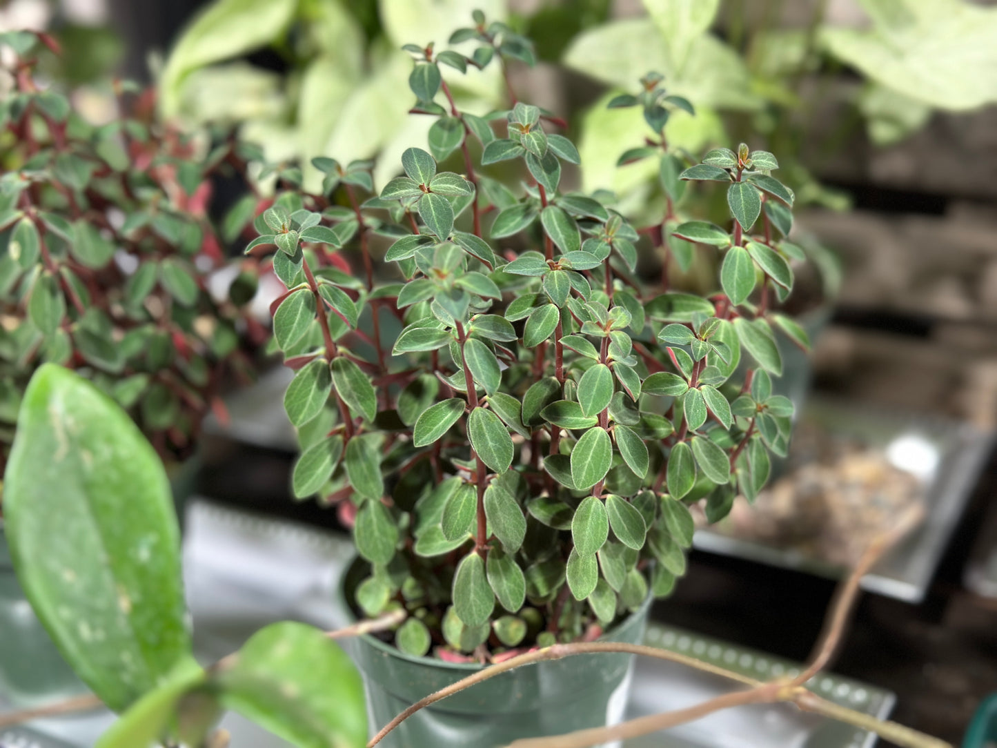 4'' Peperomia Double Duty