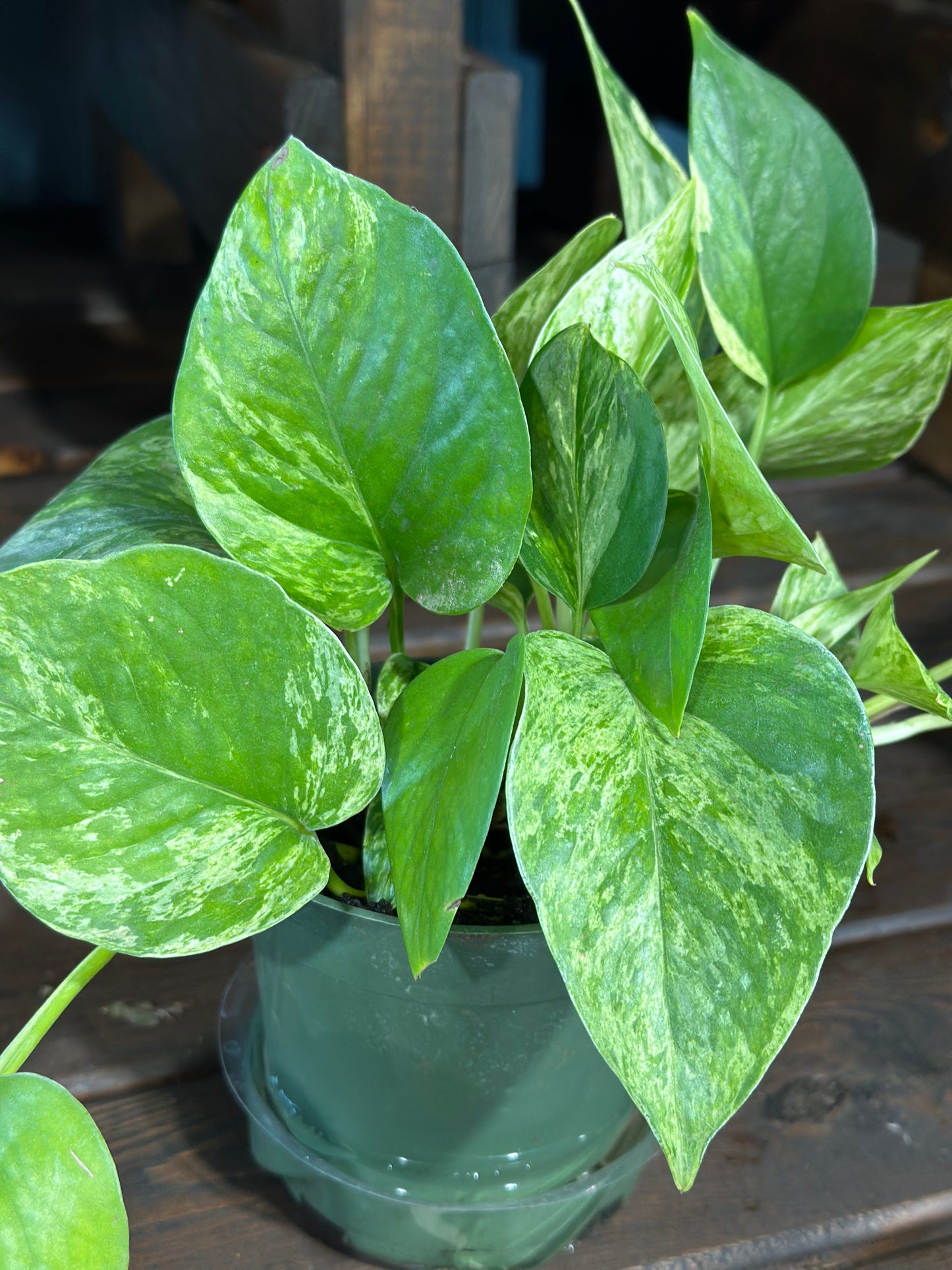 4'' Pothos Marble