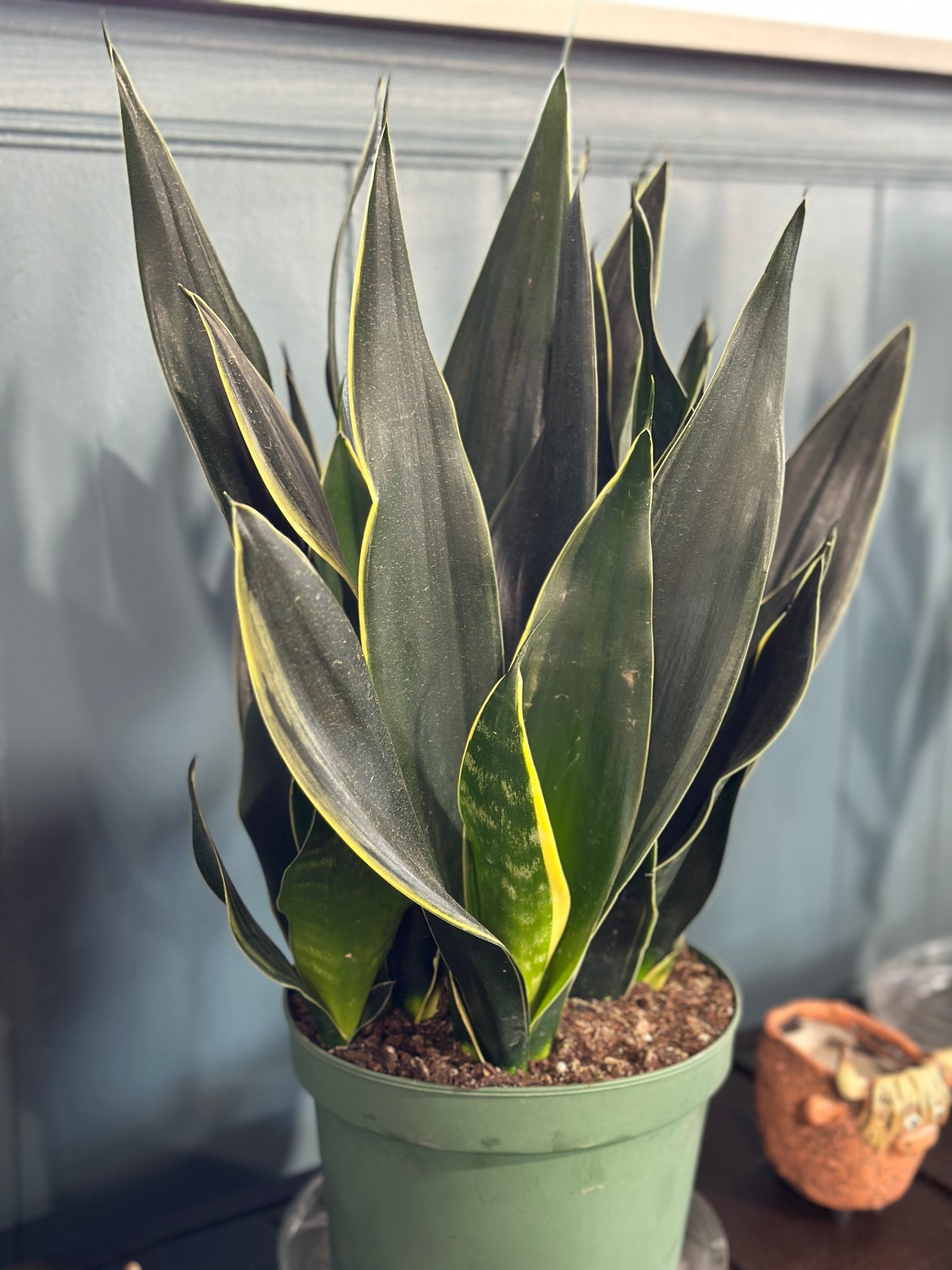 8'' Sansevieria Fabi