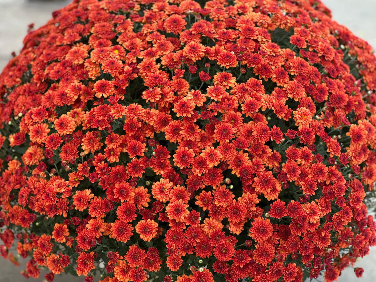 GARDEN MUMS MIORA ORANGE - 10" Pot