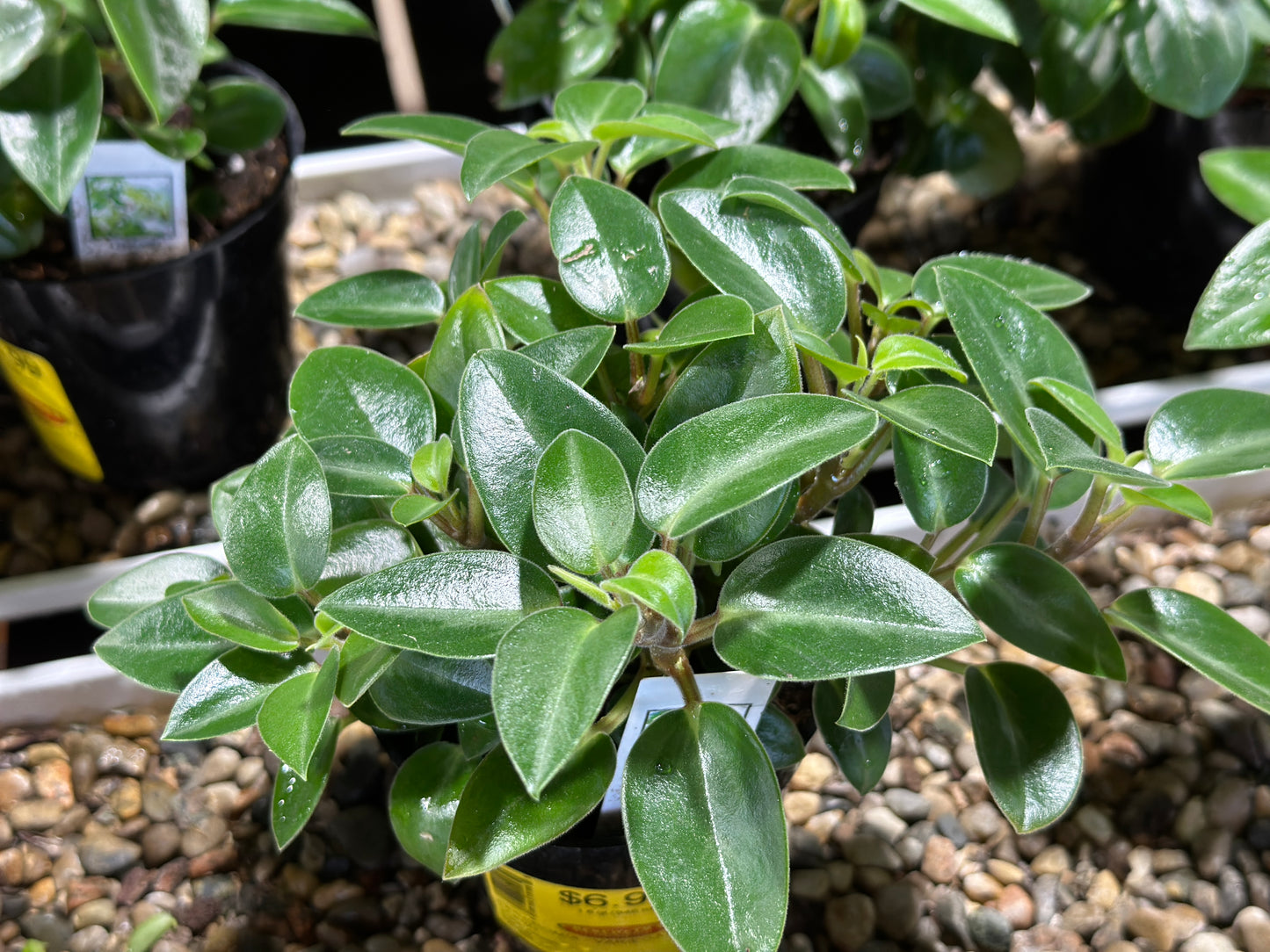 PEPEROMIA VARIEGATA CUPID - 8" HANGING BASKET