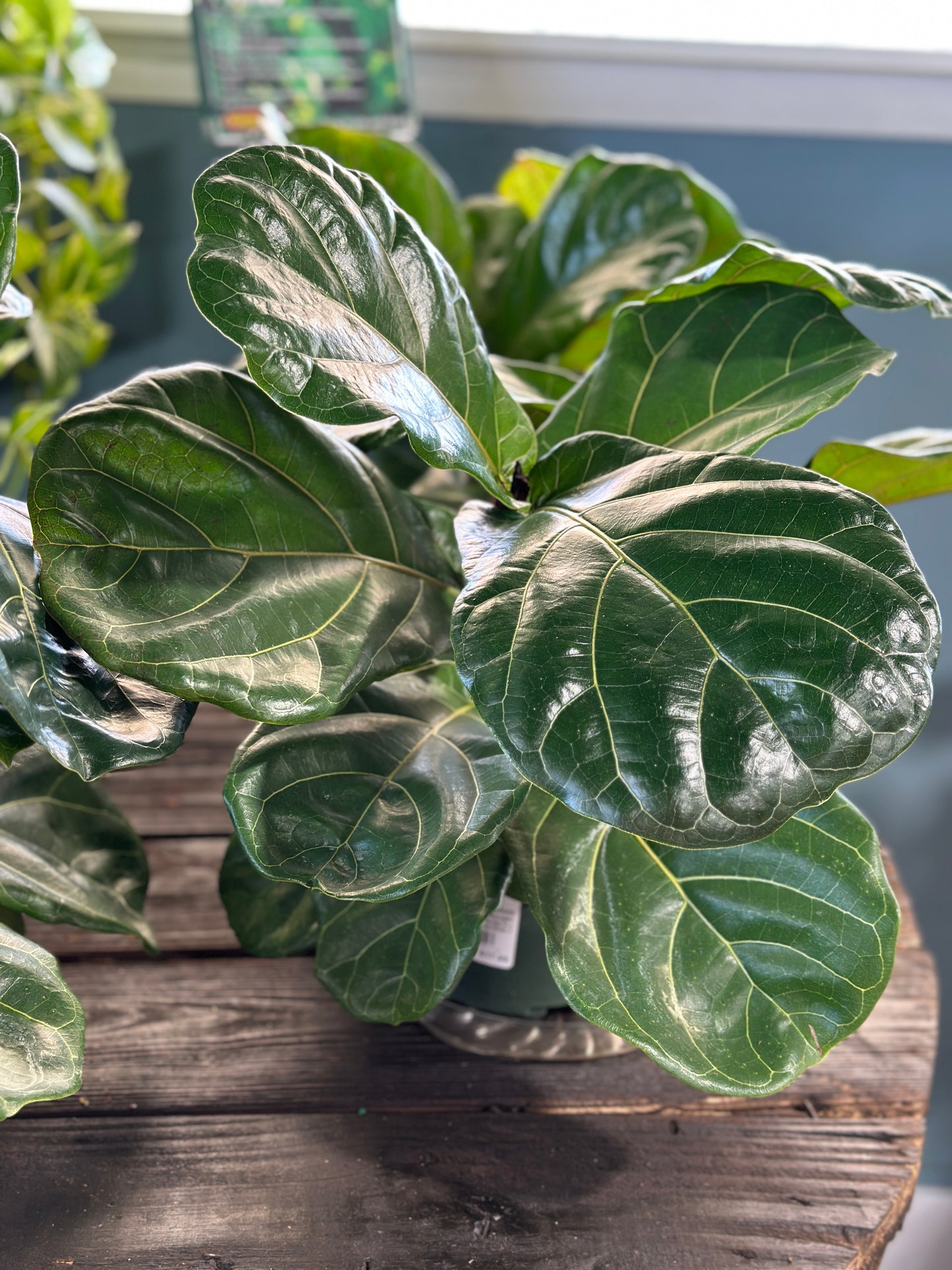 10" Ficus Pandurata Lyrata Bush