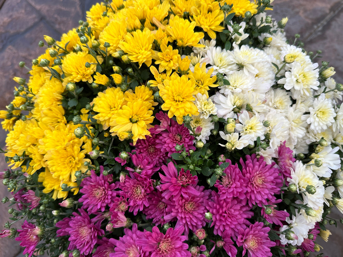 GARDEN MUMS COMBO SOLSTICE - 10" Pot