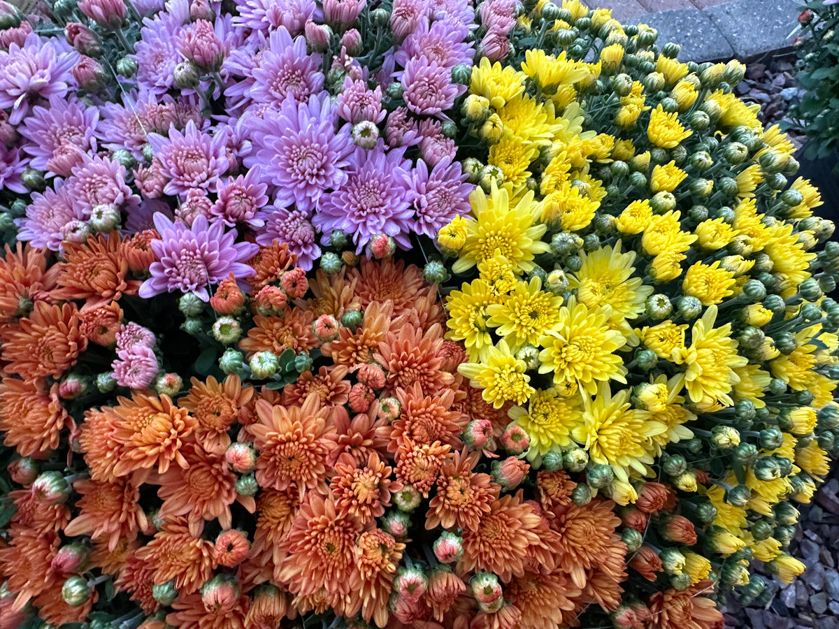 GARDEN MUMS COMBO PUMPKIN SPICE - 10" Pot