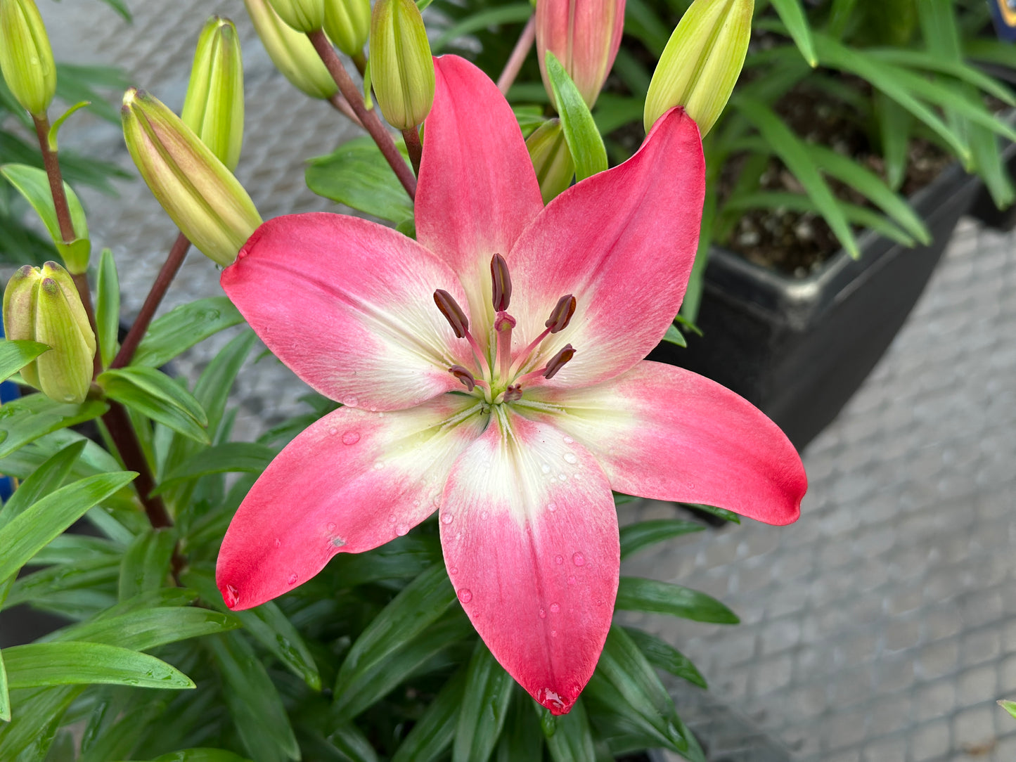 Lilium asiatic 'Tiny Diamond®'