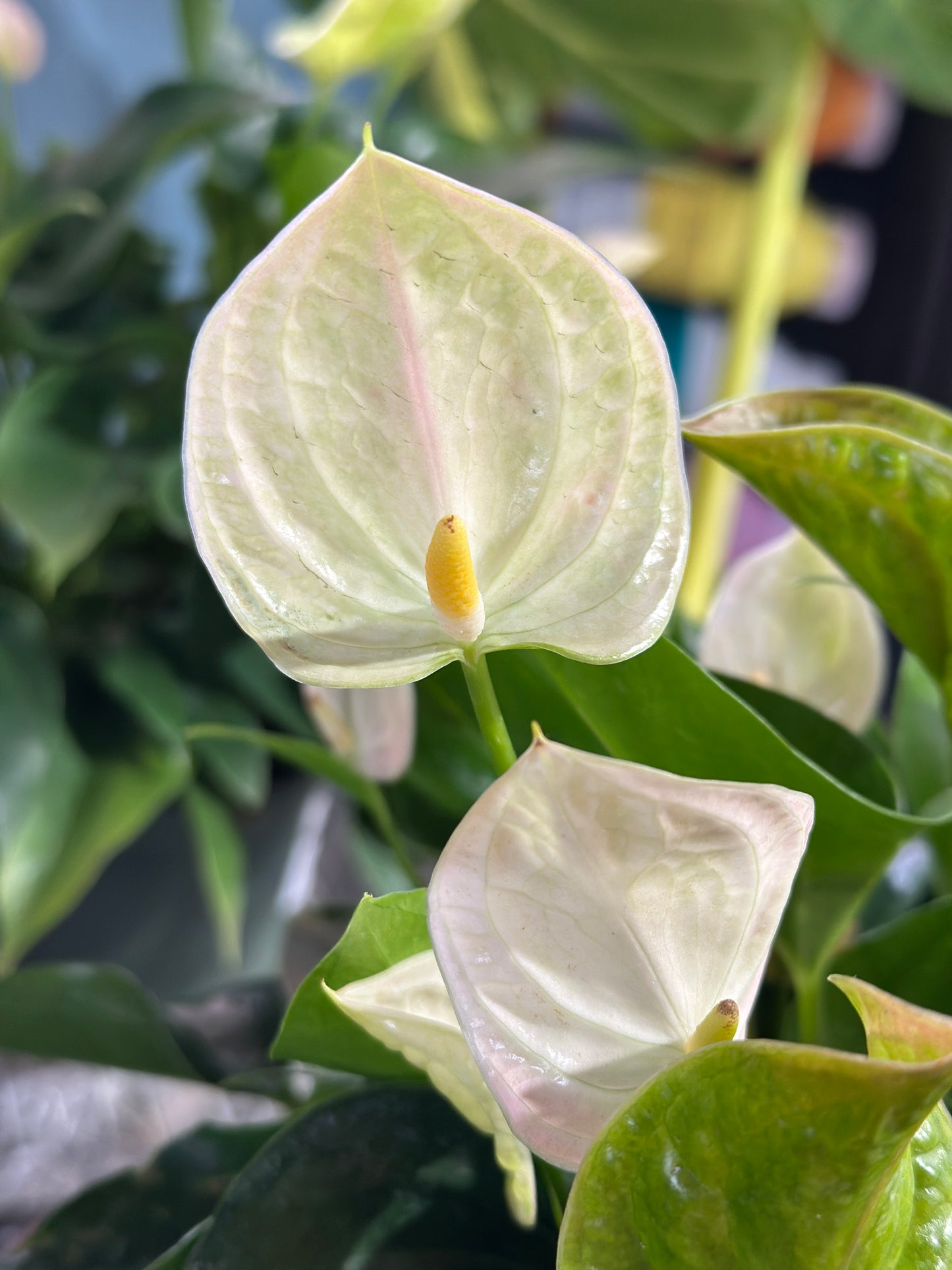6'' Anthurium Perito Pearl