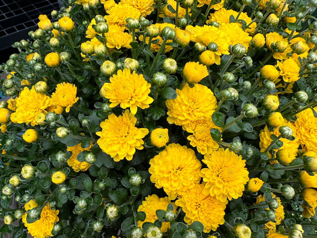 GARDEN MUMS GIGI YELLOW - 10" HANGING BASKET