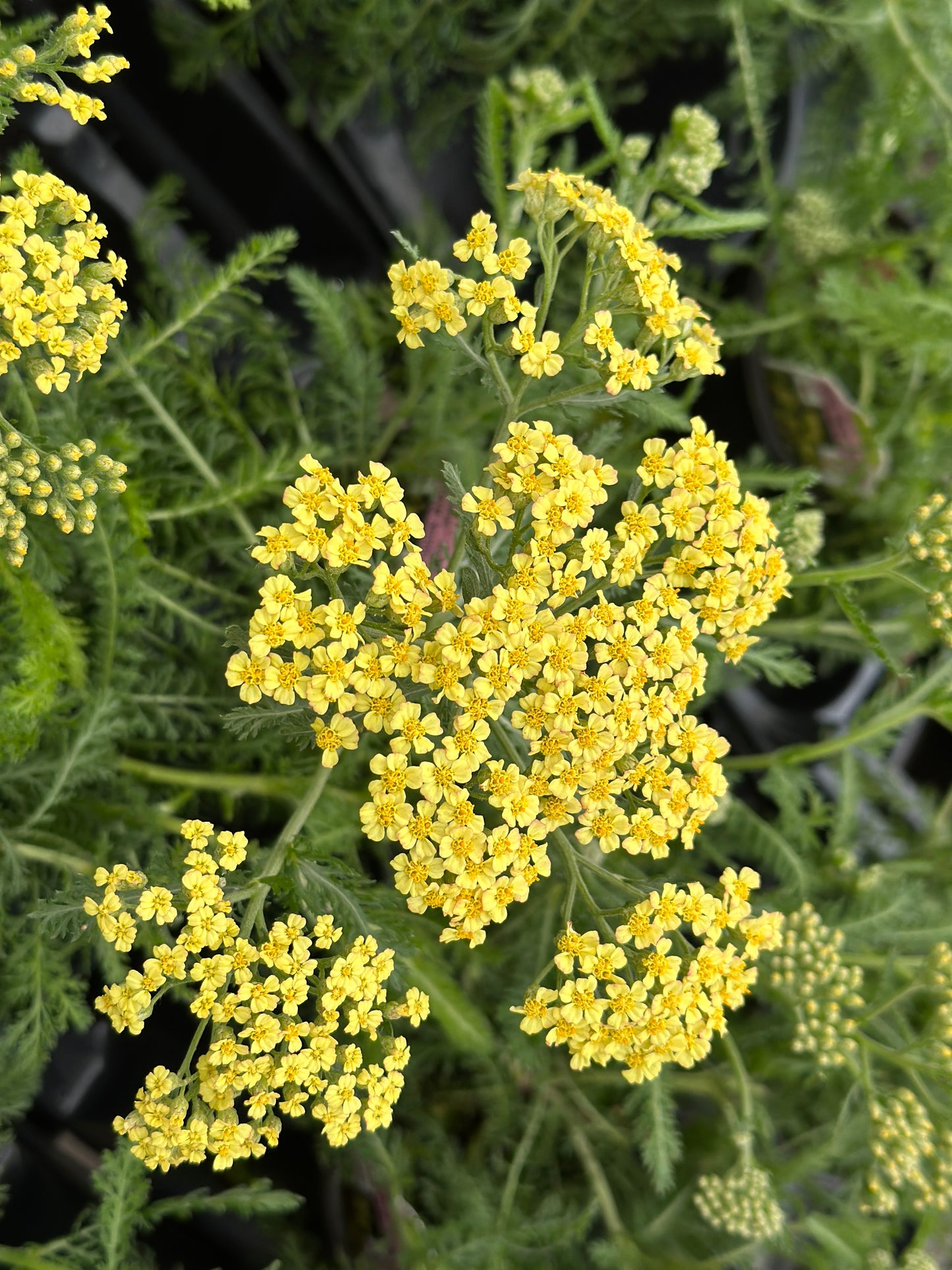 ACHILLEA MILLEFOLIUM MILLY ROCK YELLOW - QUART POT
