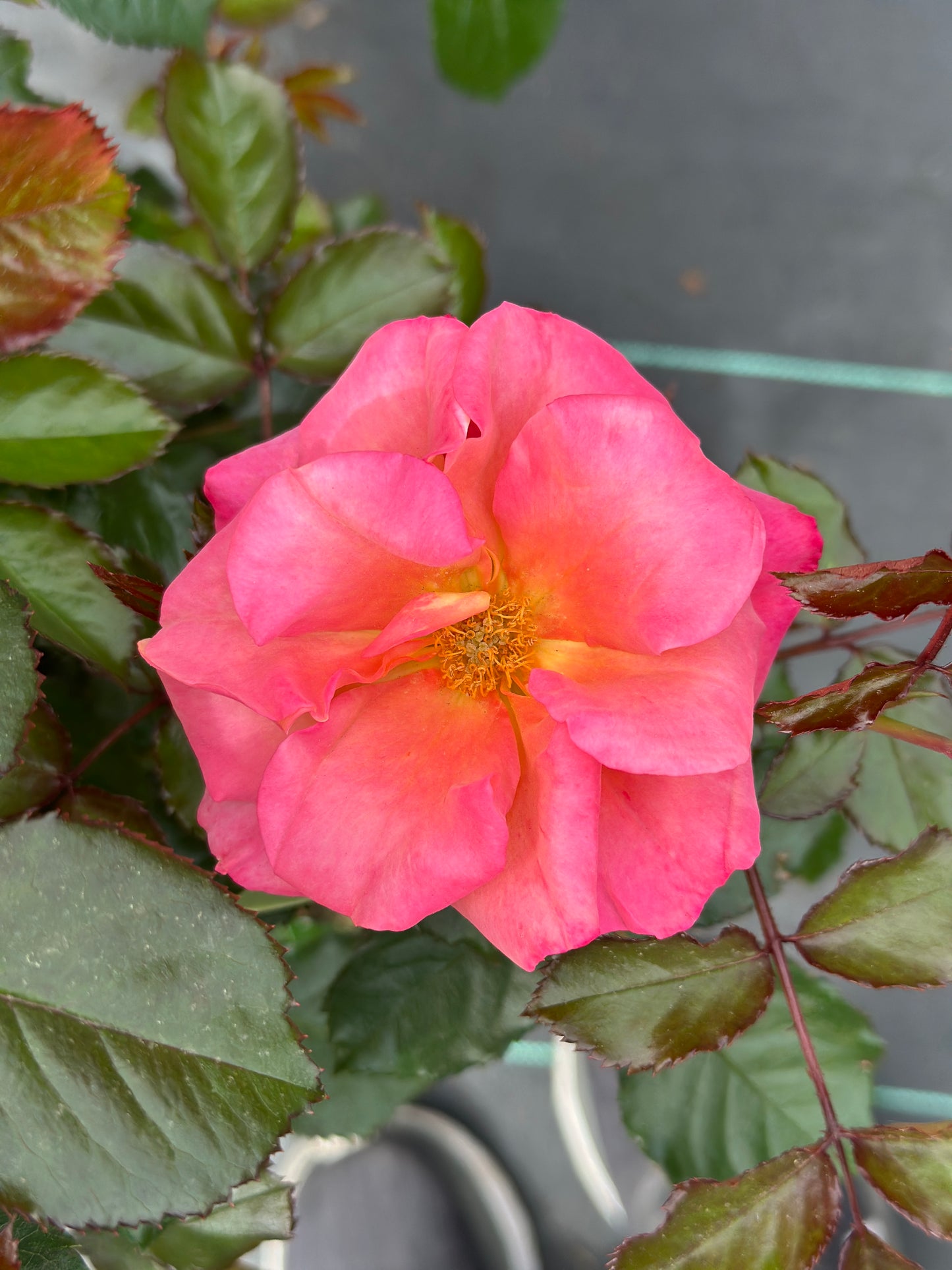 ROSE Polynesian Punch