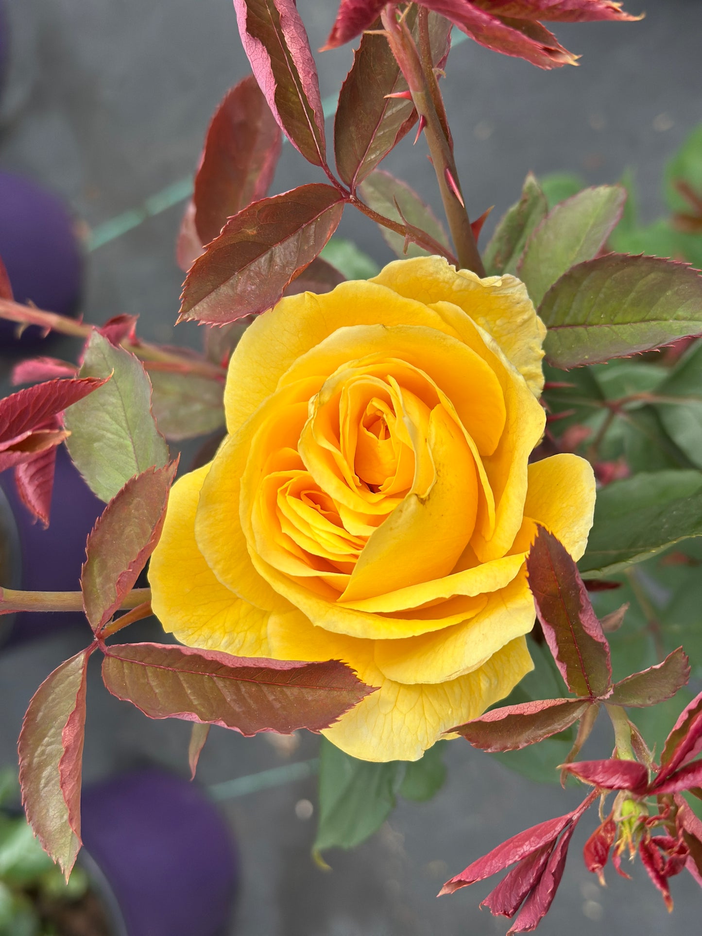ROSE Ch-Ching!