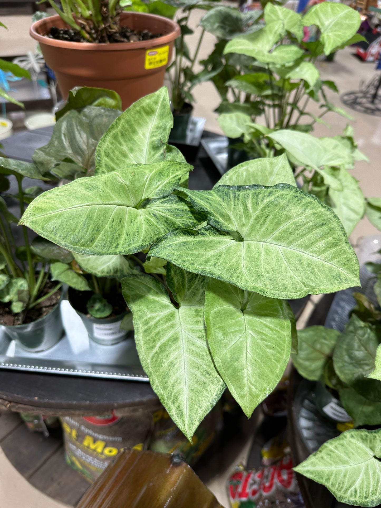 4'' Syngonium White Butterfly