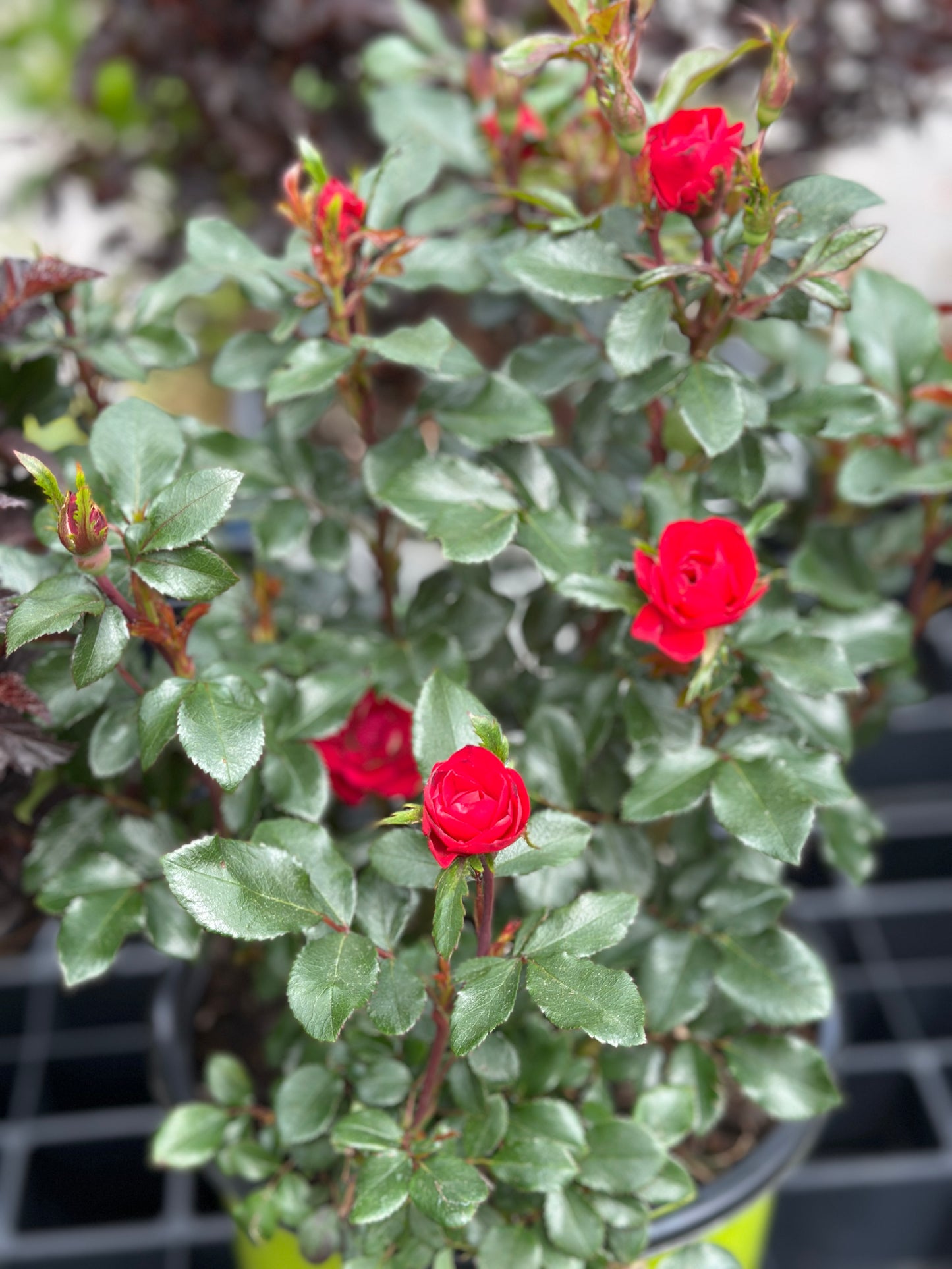 Rosa 'Meibenbino' Petite Knock Out®