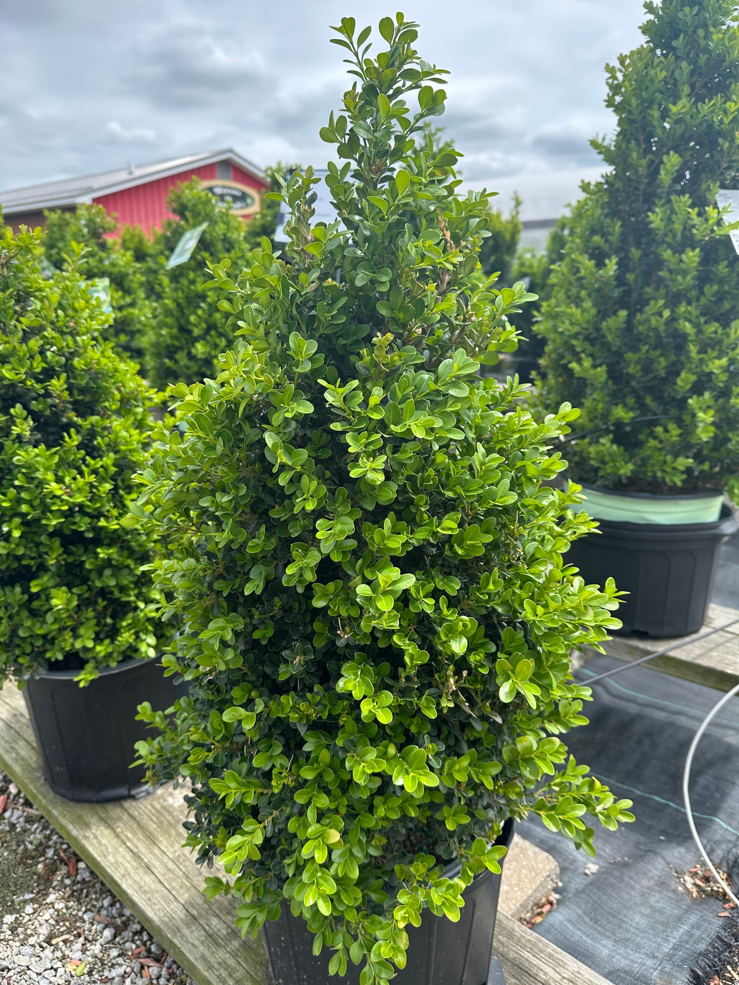 BUXUS 'CRANBERRY CREEK'