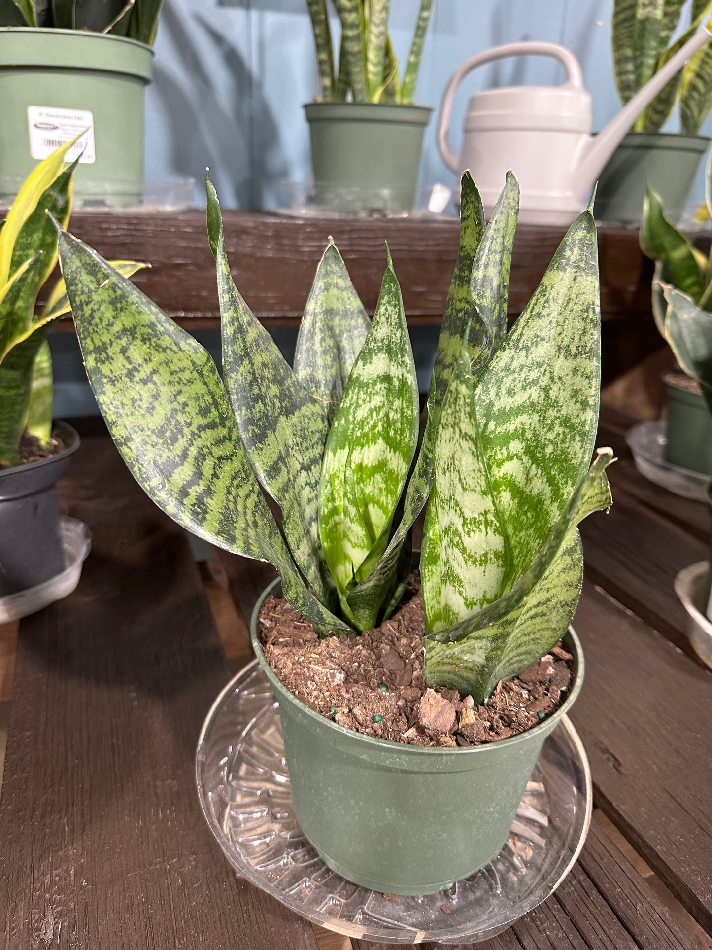 6'' Sansevieria Zeylanica Superba