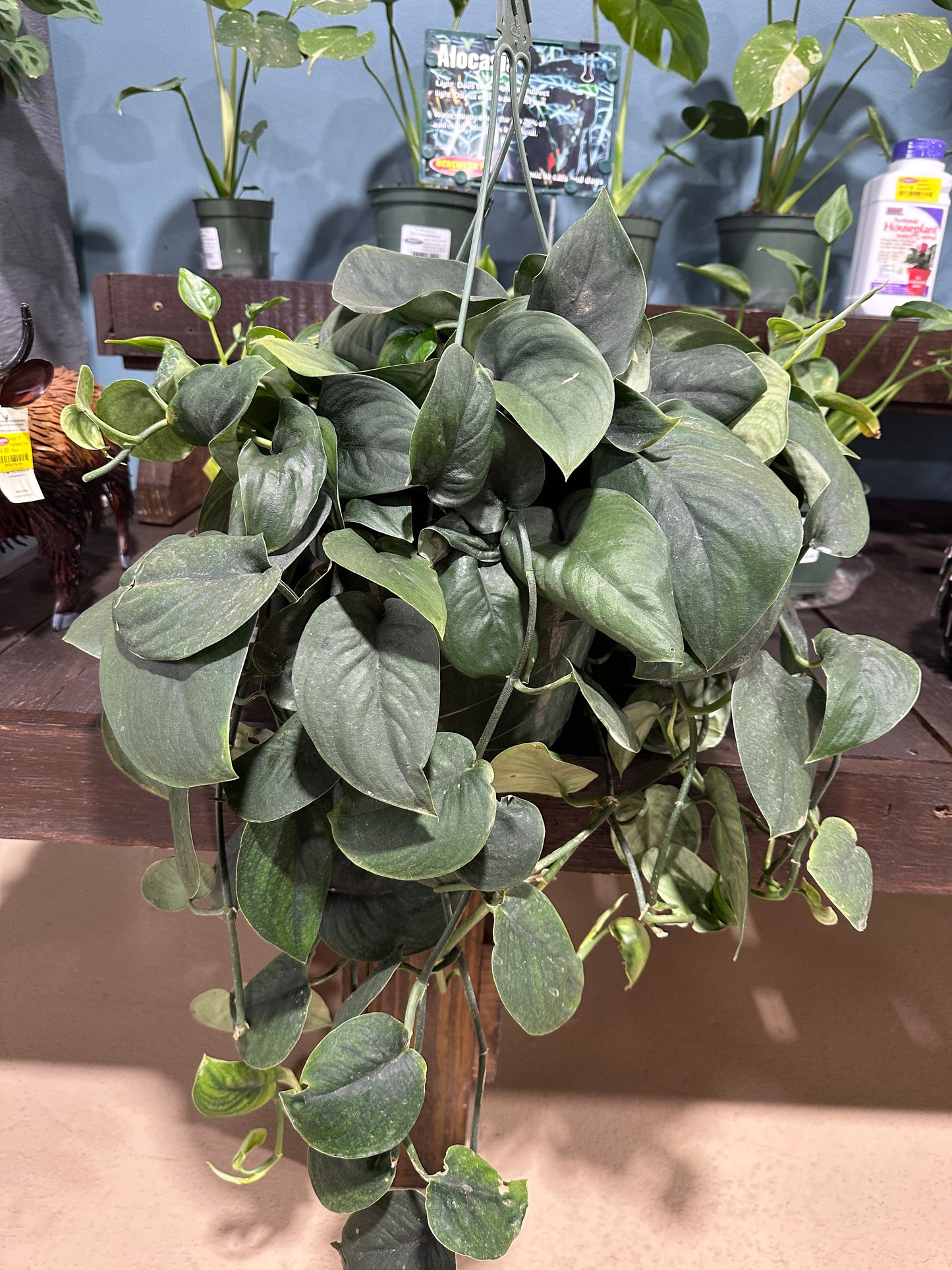 8'' Pothos Jade Satin Hanging Basket