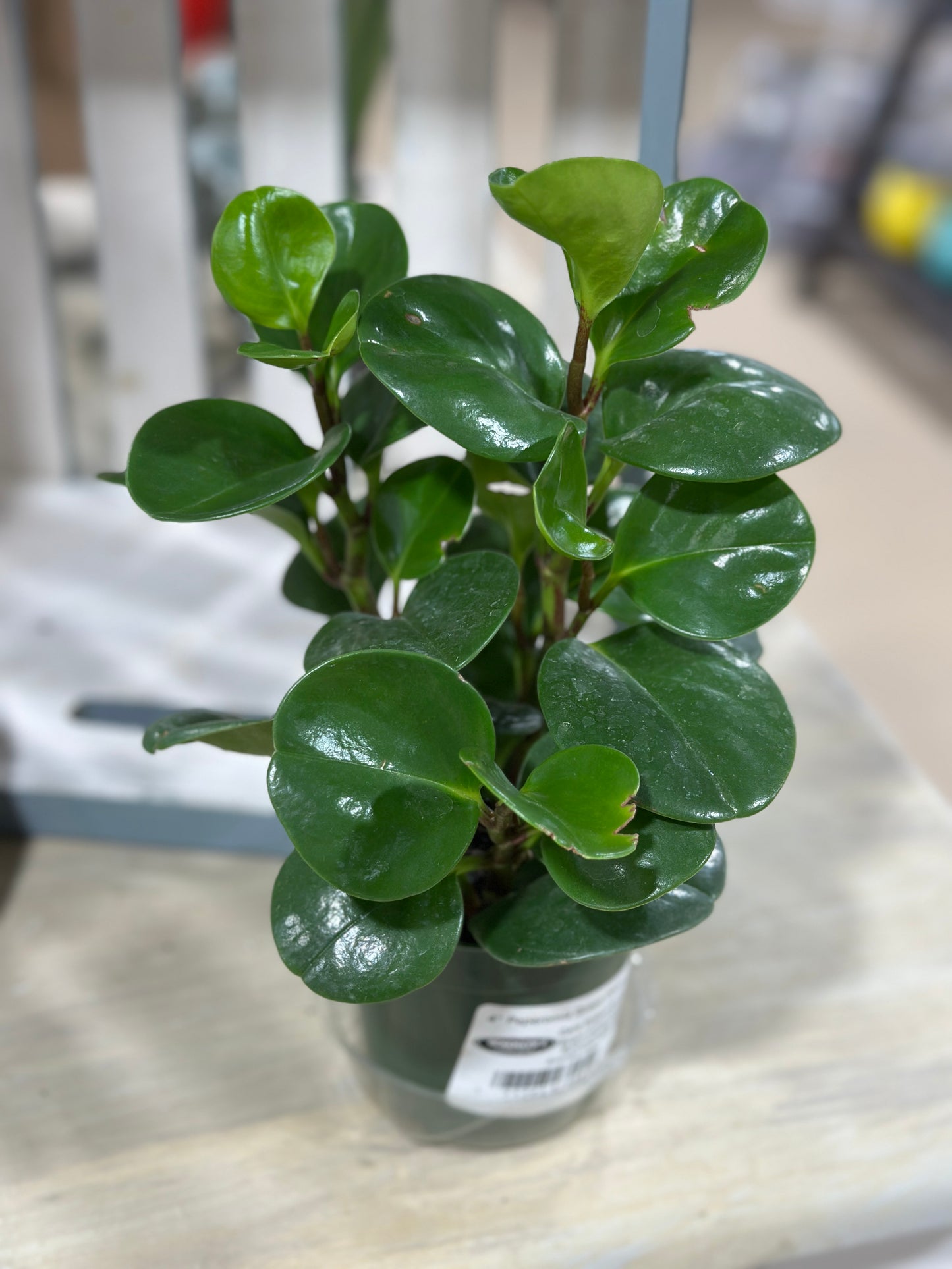 4'' Peperomia Green Obtusifolia