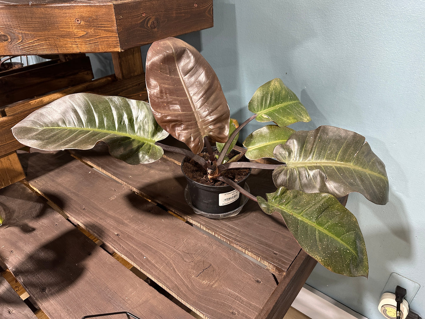 6" Philodendron Black Cardinal