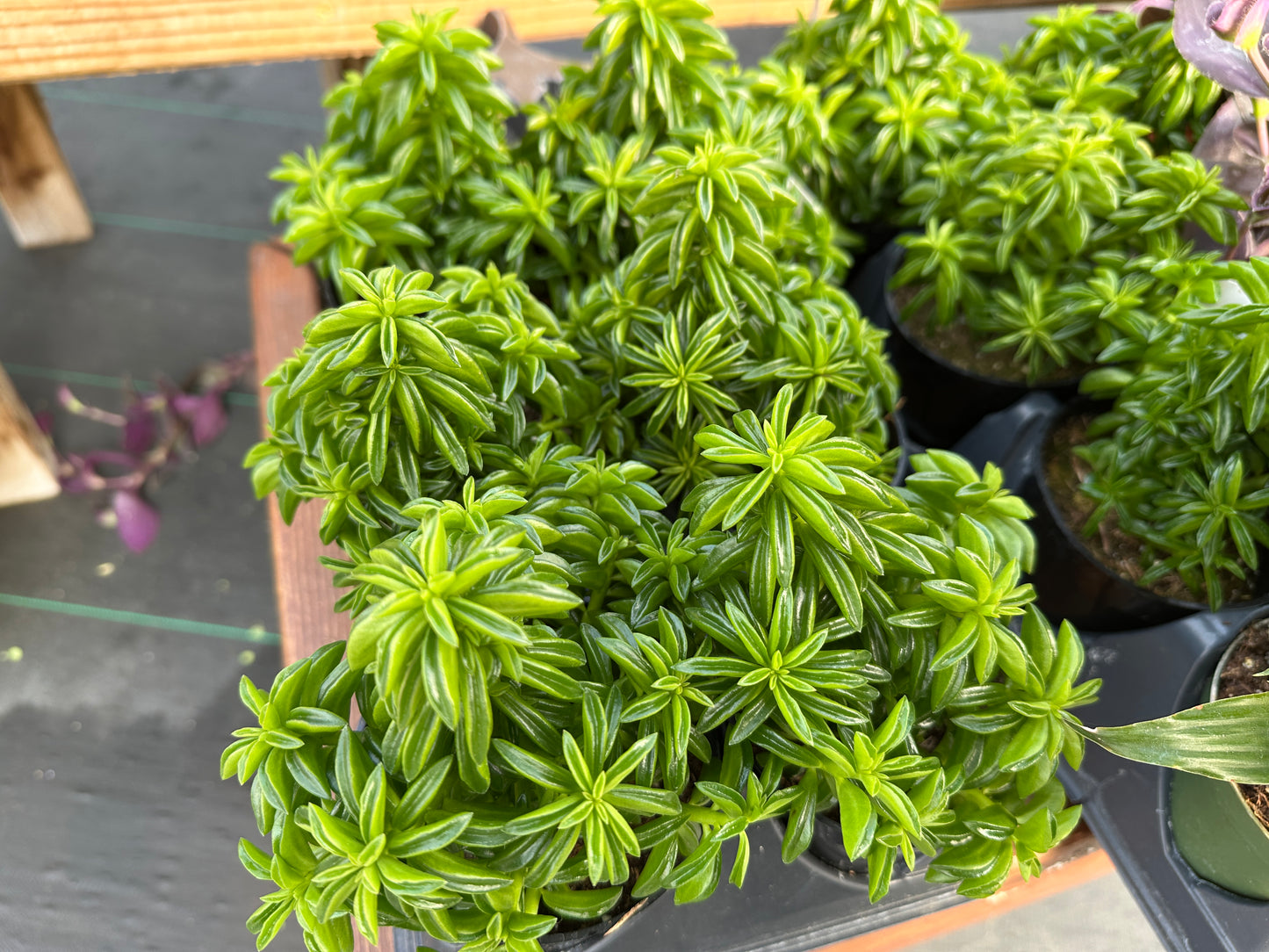 PEPEROMIA AXILLARIS - 4'' POT