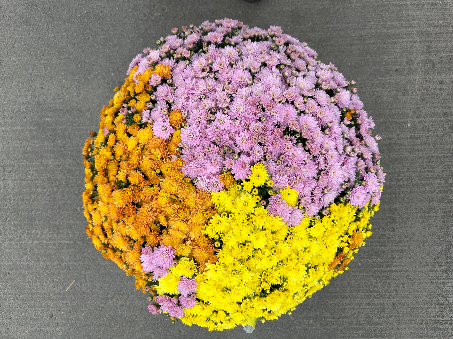 GARDEN MUMS COMBO PUMPKIN SPICE - 12" Pot