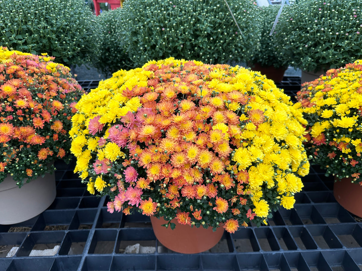 GARDEN MUMS COMBO INDIAN SUMMER - 12" Pot