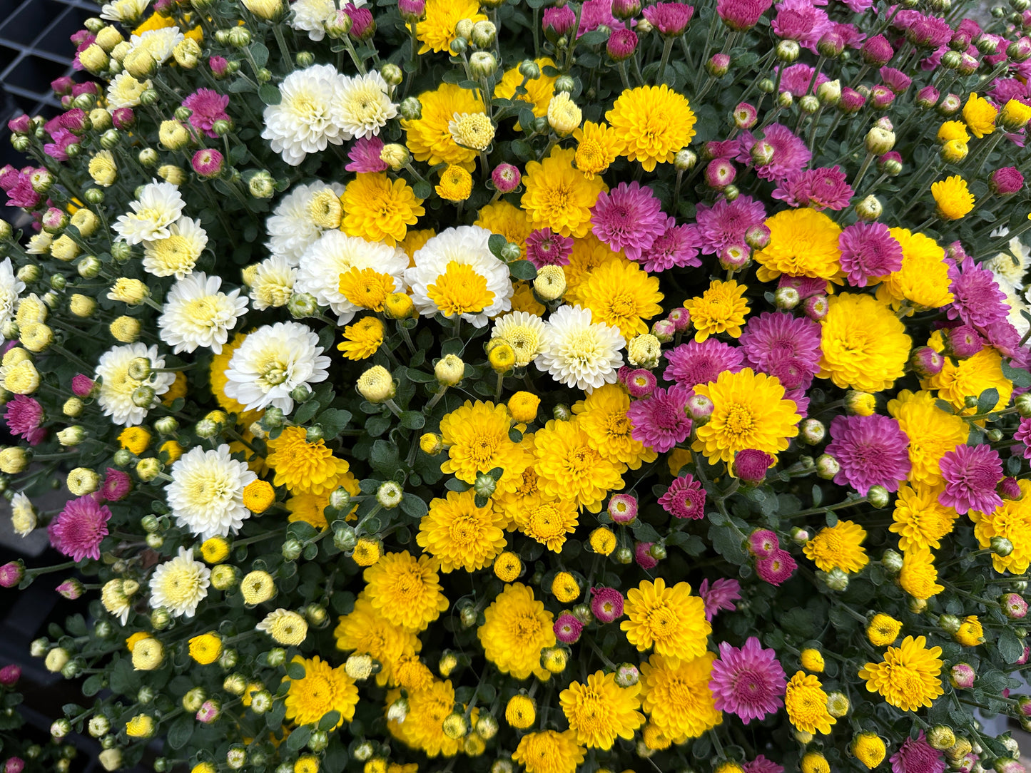 GARDEN MUMS COMBO HOBGOBLIN - 12" HANGING BASKET