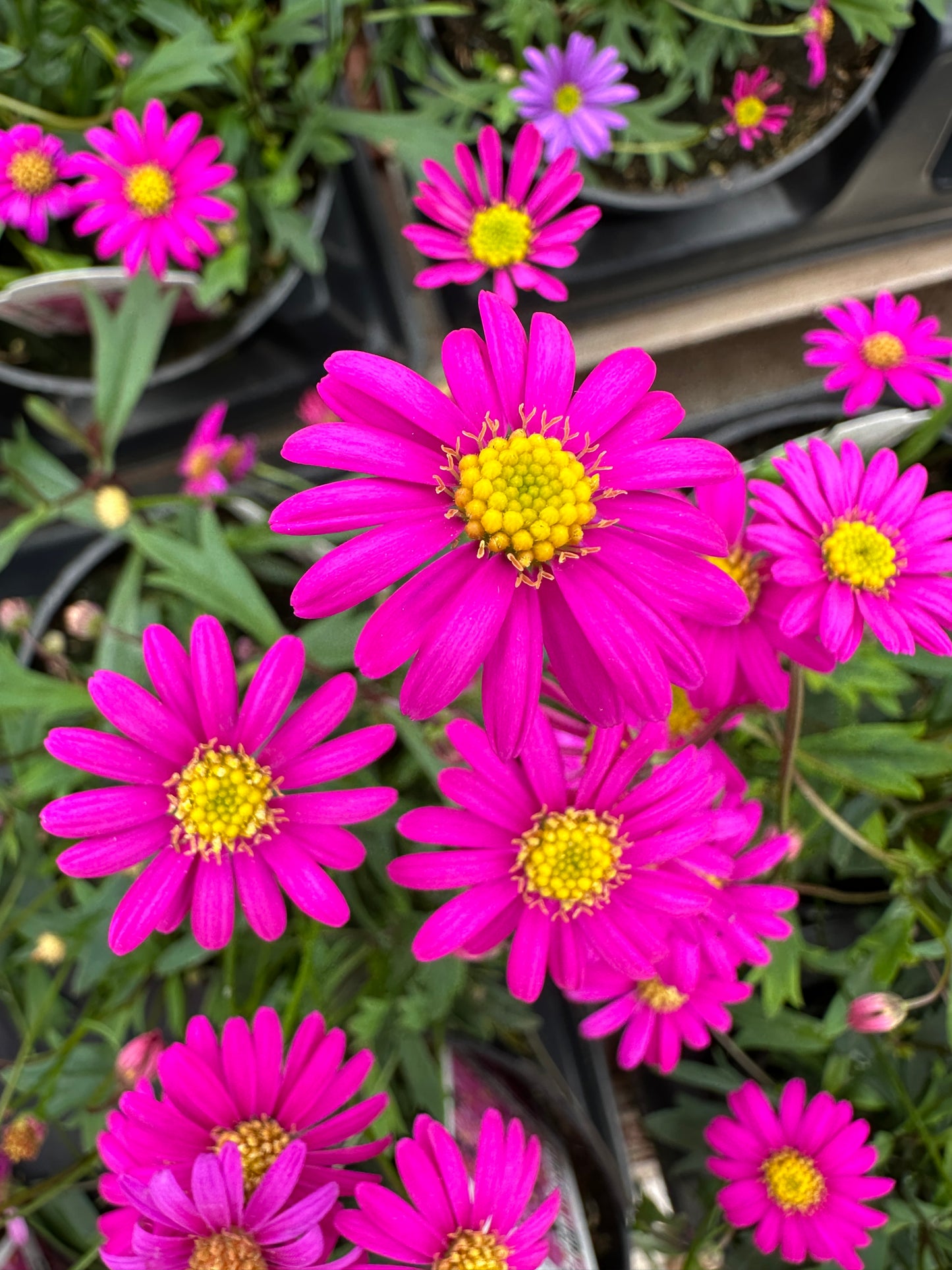 BRACHYSCOME RADIANT MAGENTA - 4" POT