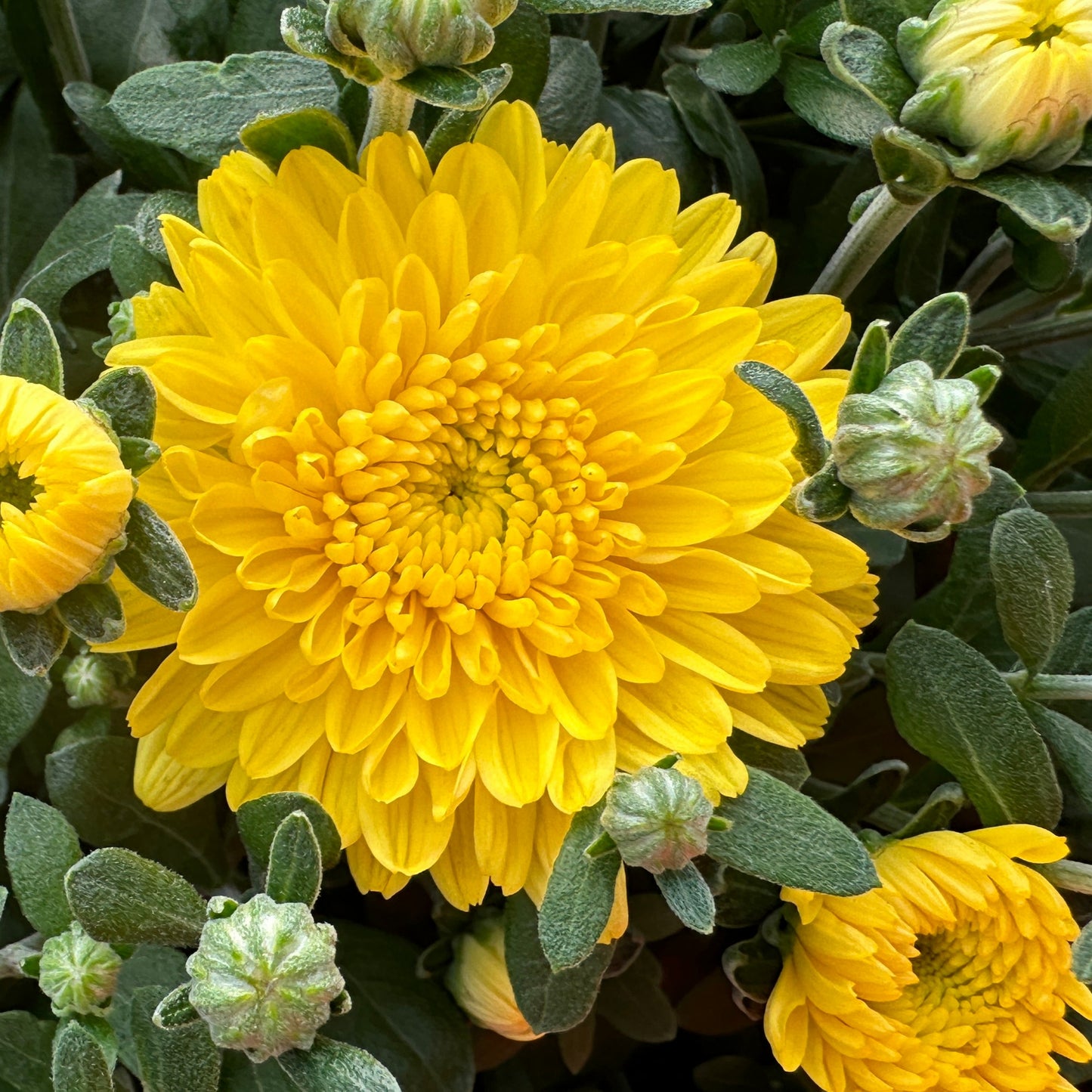GARDEN MUMS AMIKO YELLOW